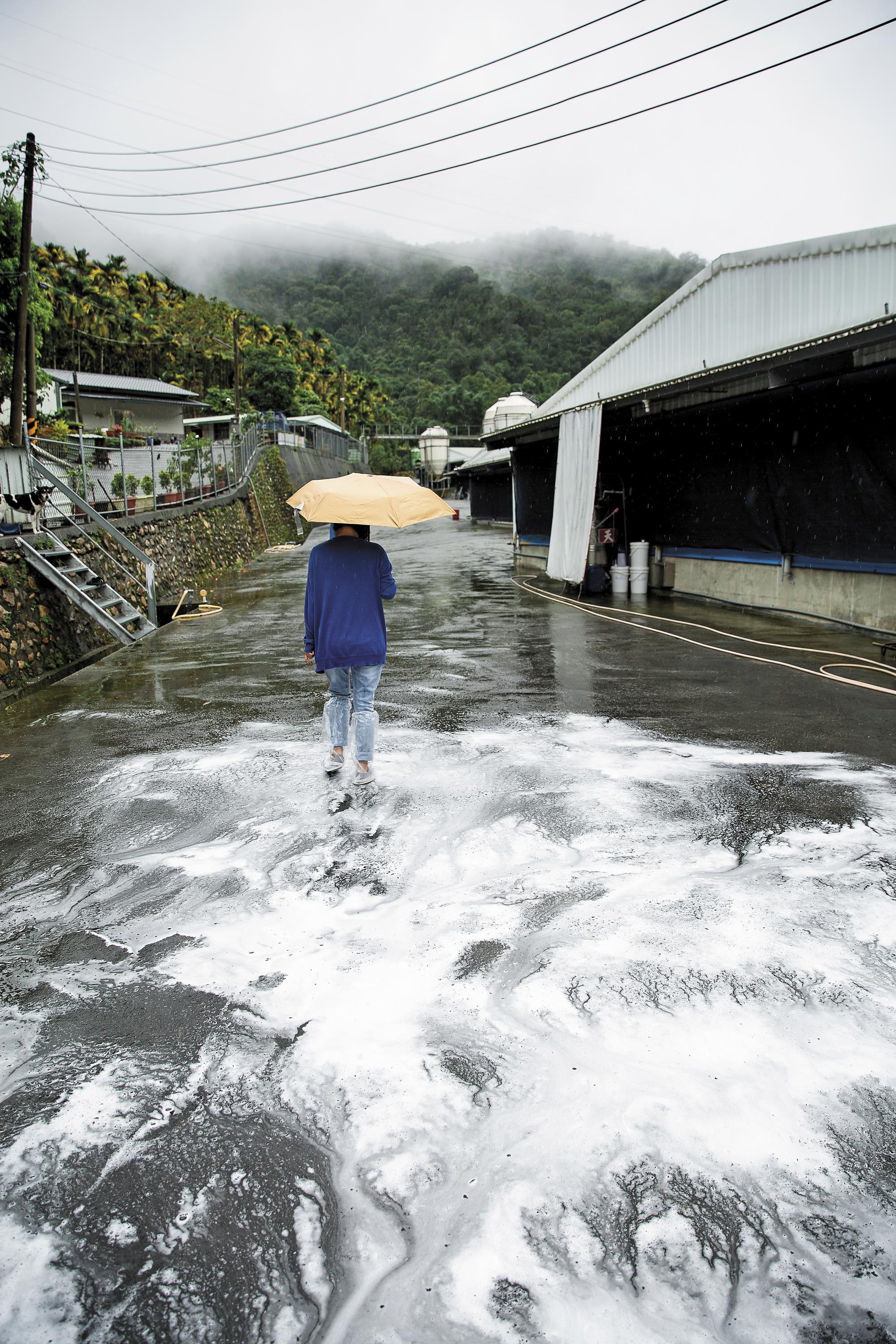 雞場重視防疫,人員進出都要經過消毒液消毒。