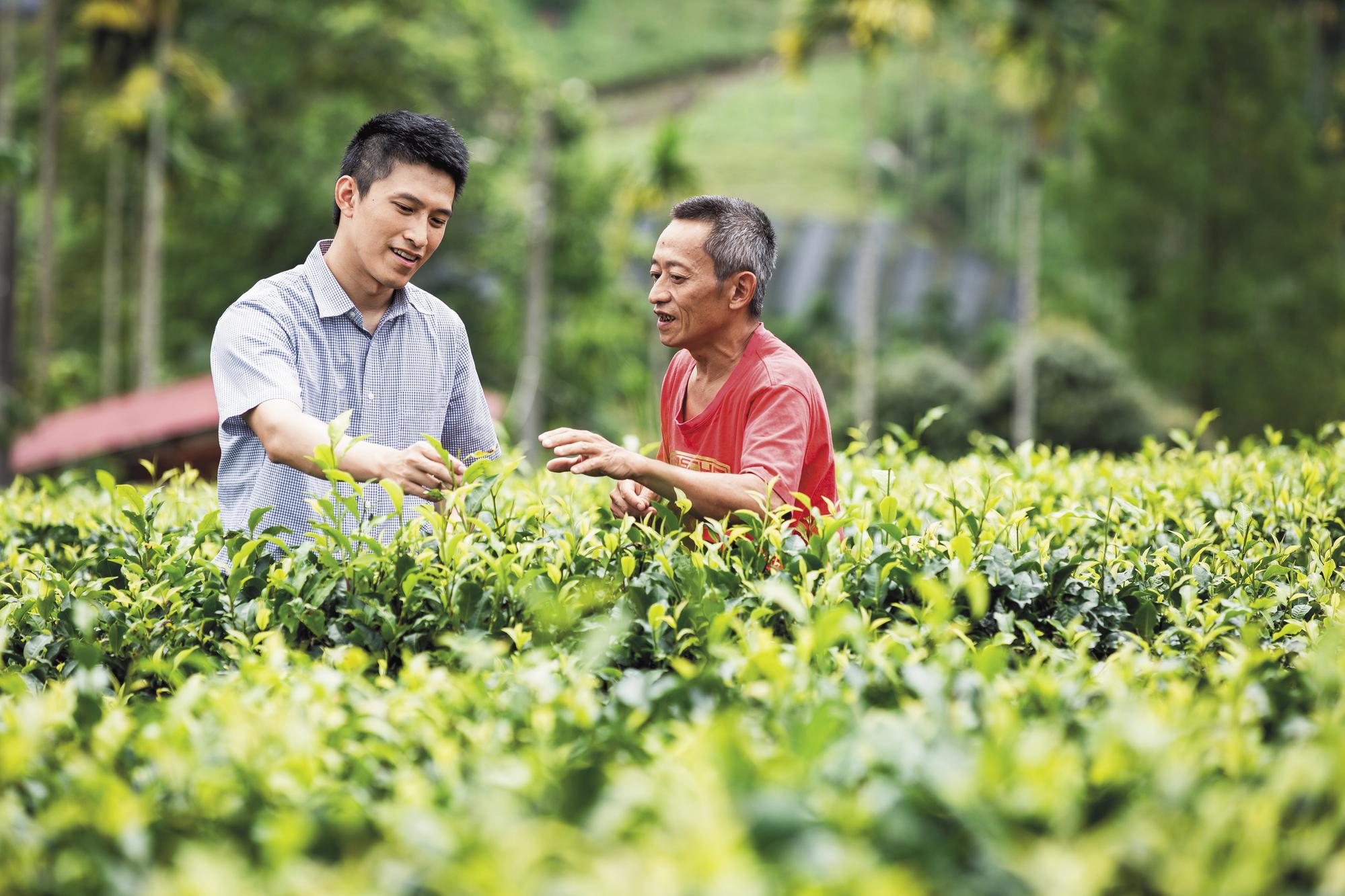 負責研發的蔡俊興前往拜訪有機茶園,茶農跟他解說茶樹生長狀況。