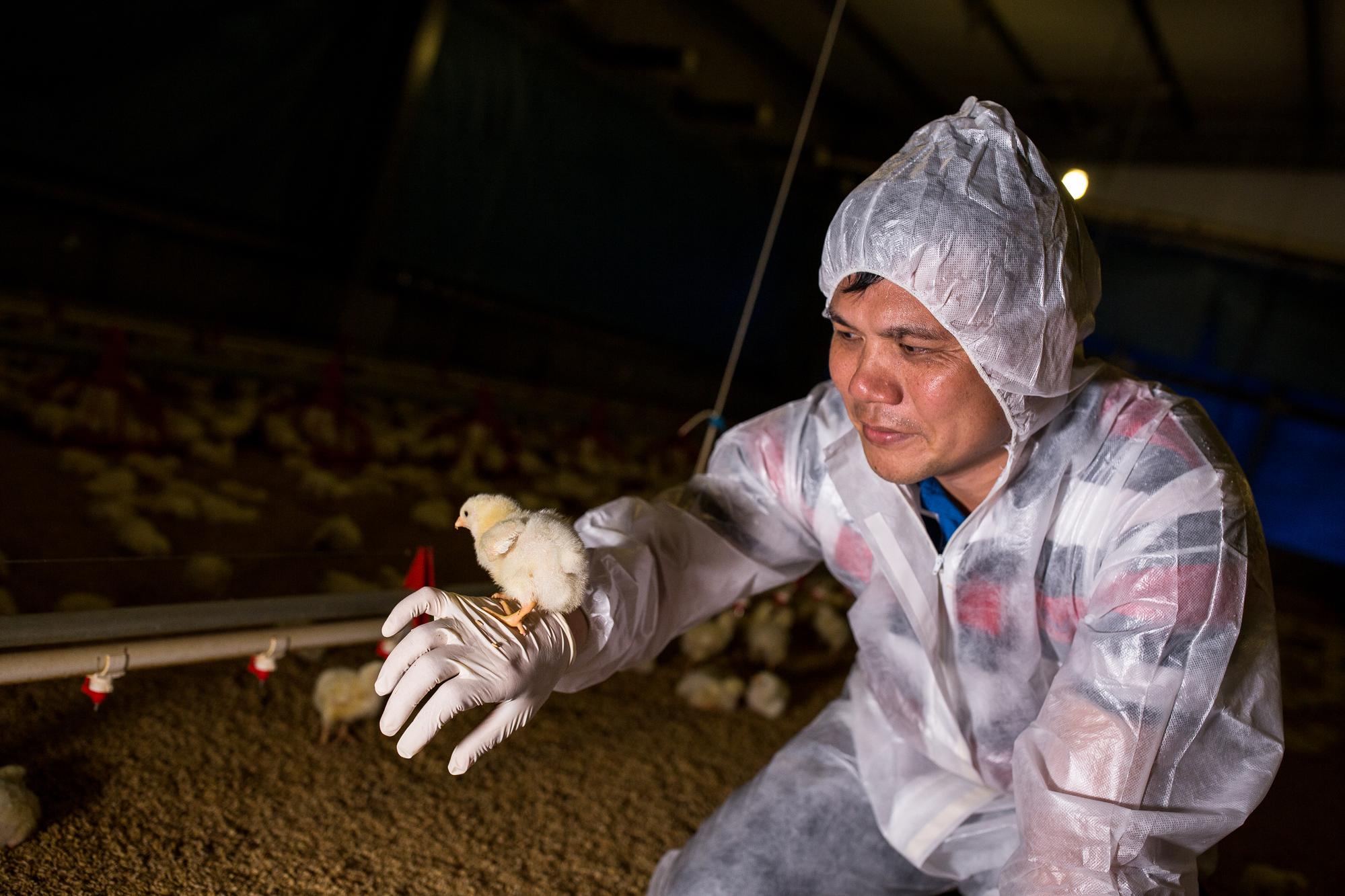 雞肉是造成現代孩童性早熟的兇手?養雞20年的江振德強調這是不實說法。