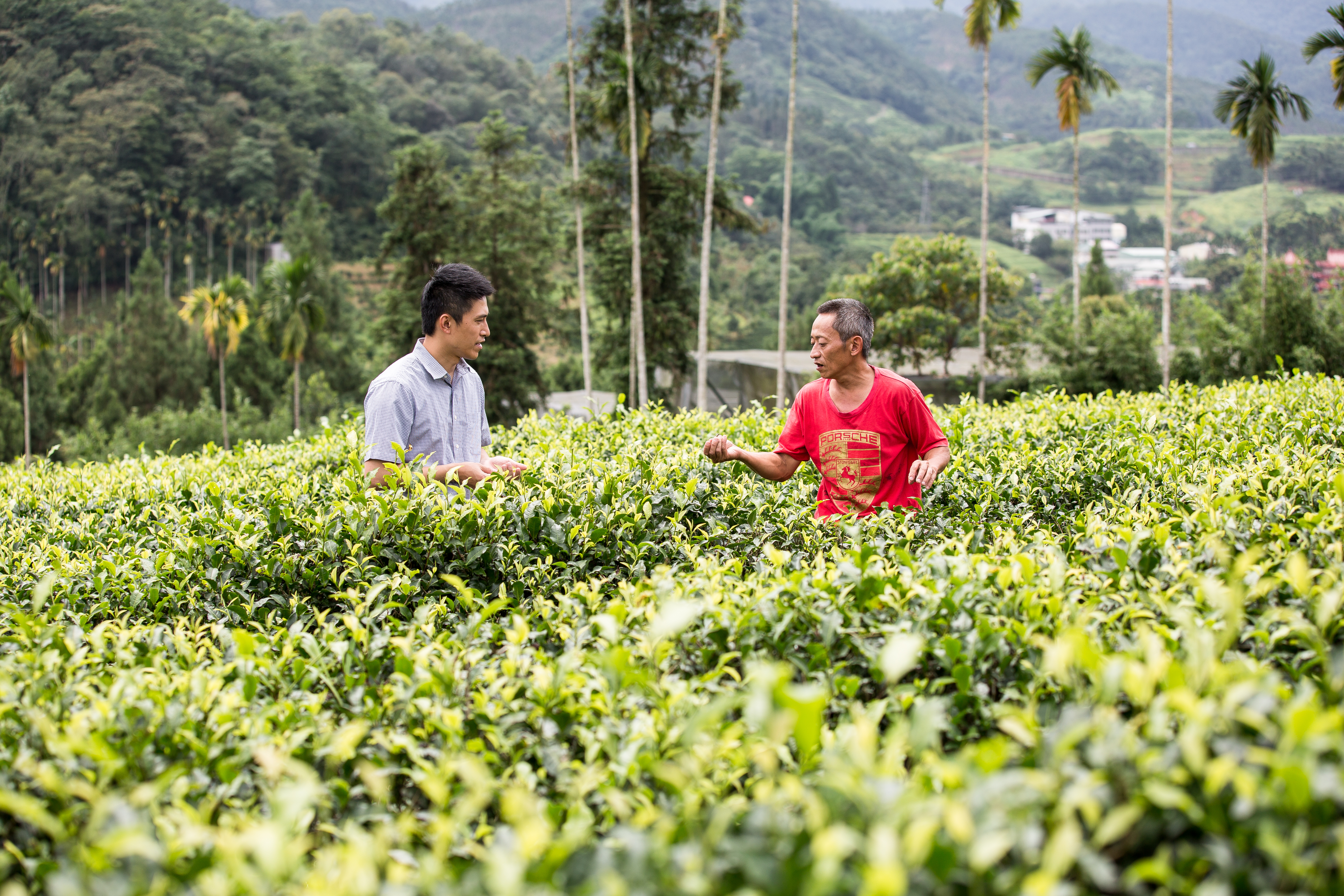十八養場的雞飼料中摻入日月潭附近的有機紅玉茶葉。