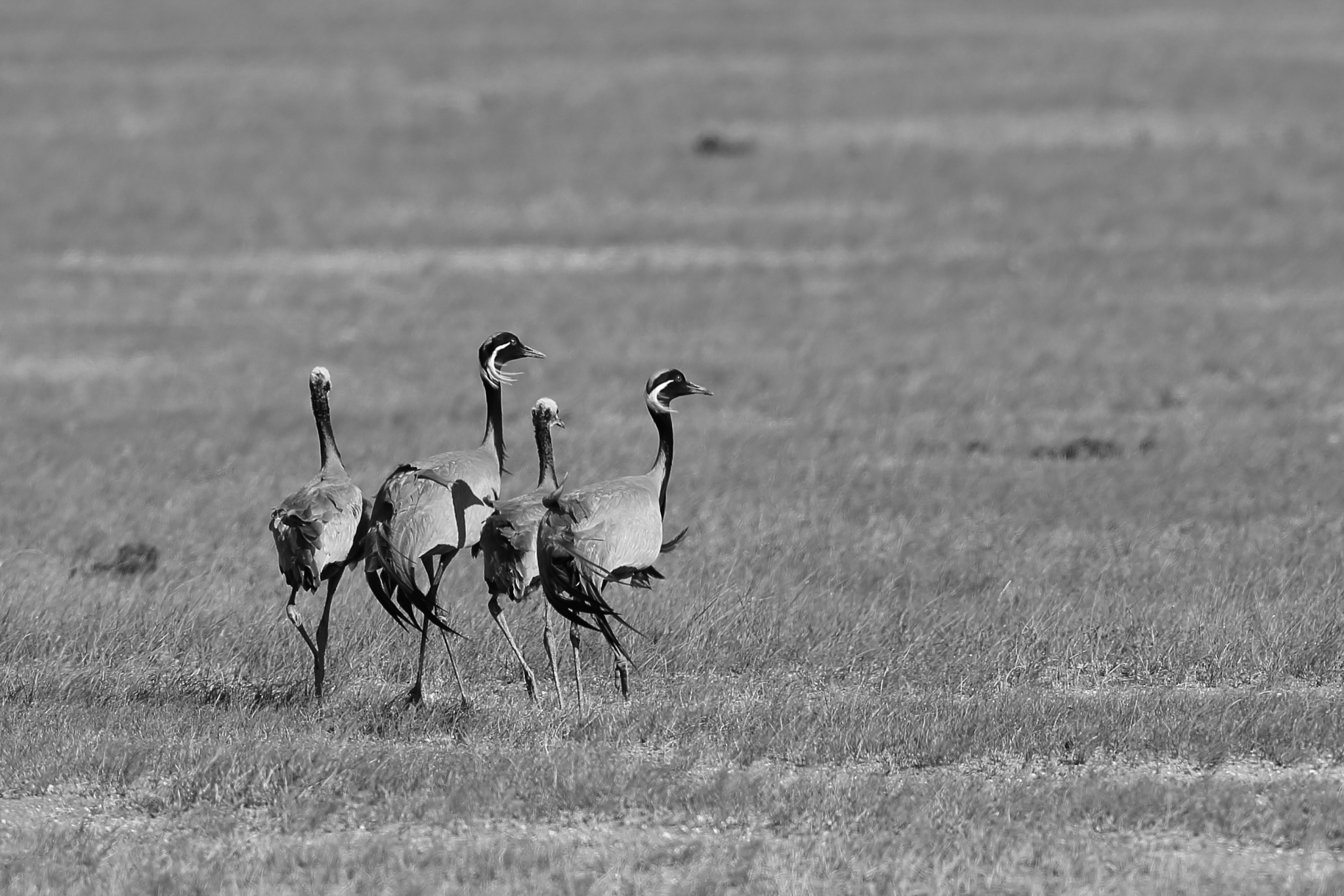 一對簑羽鶴帶著兩隻幼鳥。