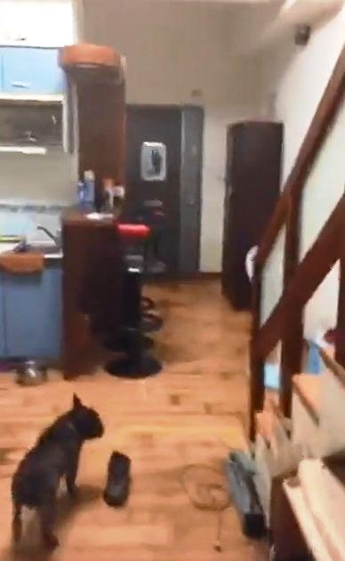 李男飼養犬隻卻將環境弄得十分髒亂,附近鄰居早有怨言。