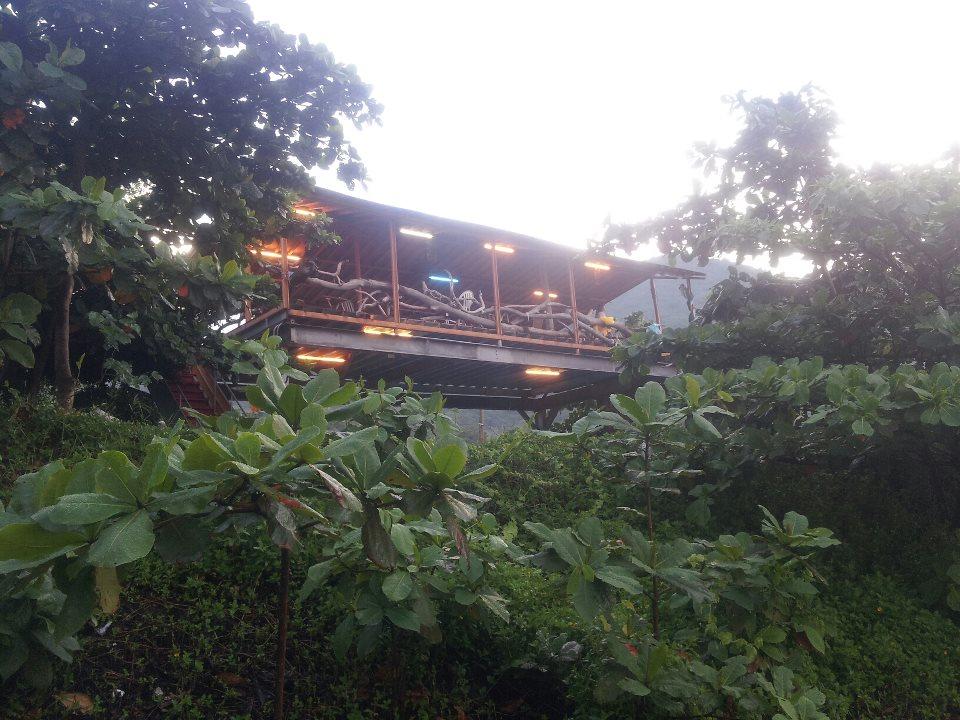 巧匠咖啡後院栽植大葉欖仁,綠意盎然。(翻攝巧匠咖啡臉書粉絲團)
