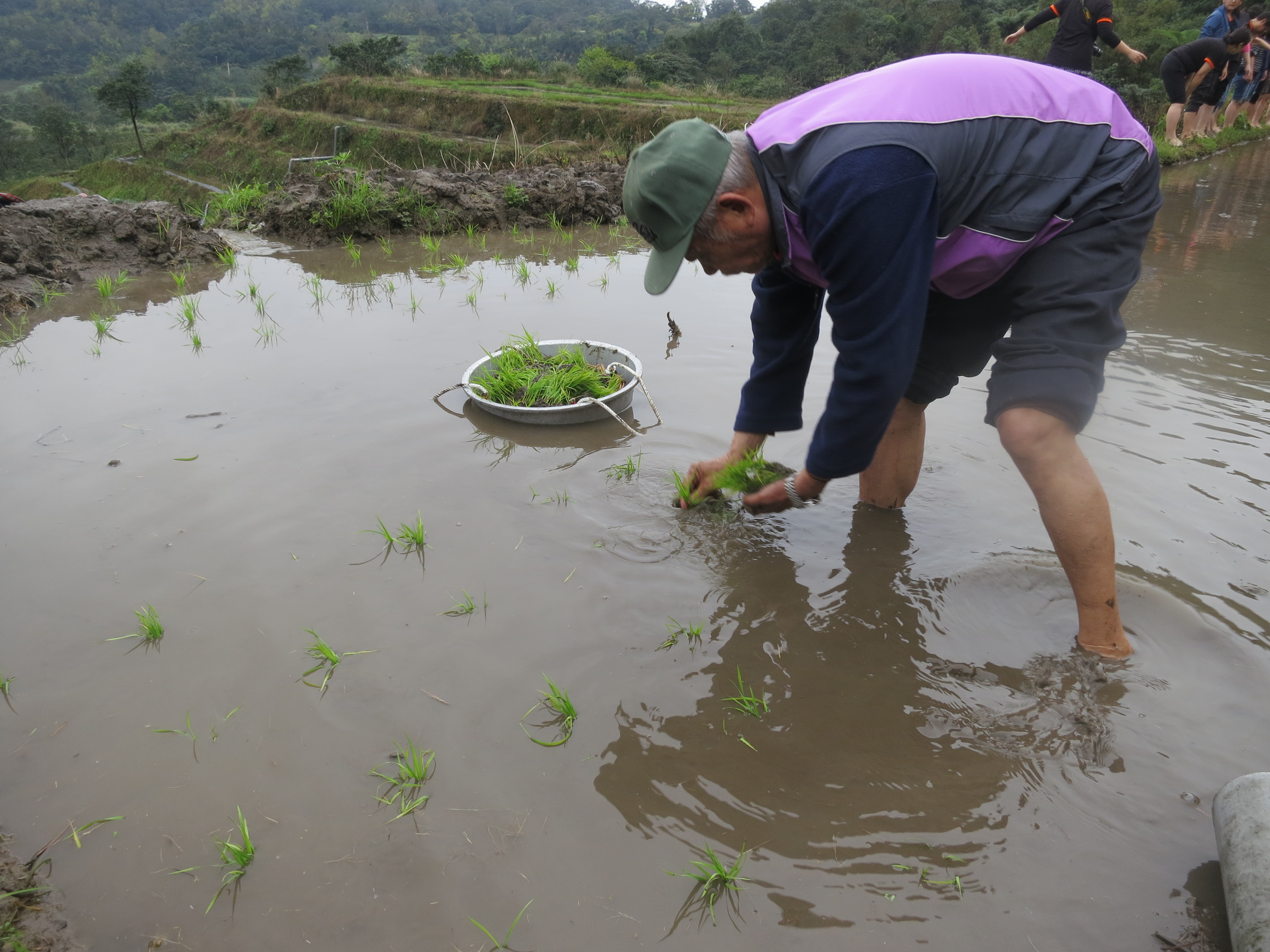 阿伯插秧相當俐落，的確隔行如隔山啊！