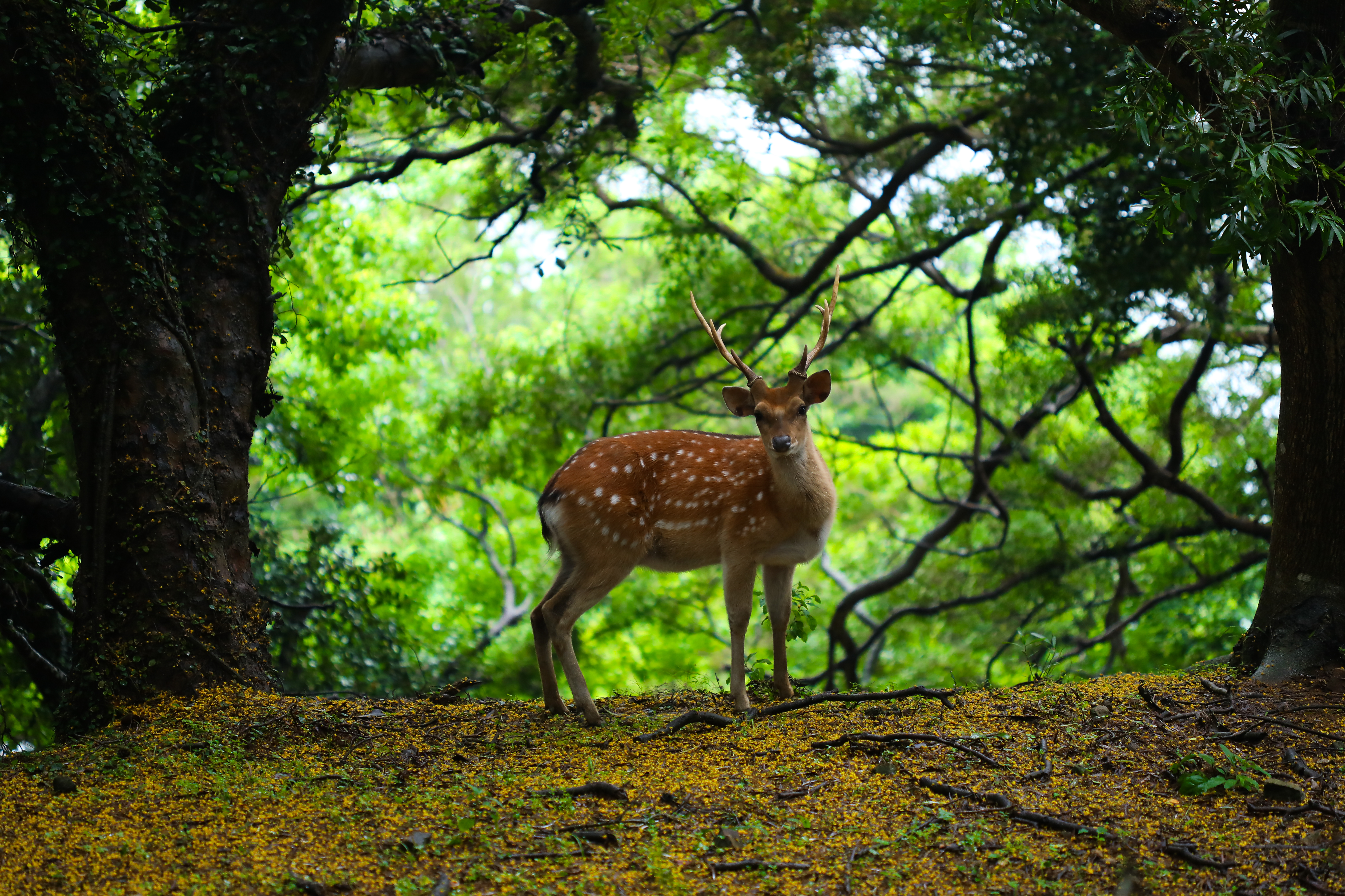 梅花鹿悠遊的穿梭在林間。