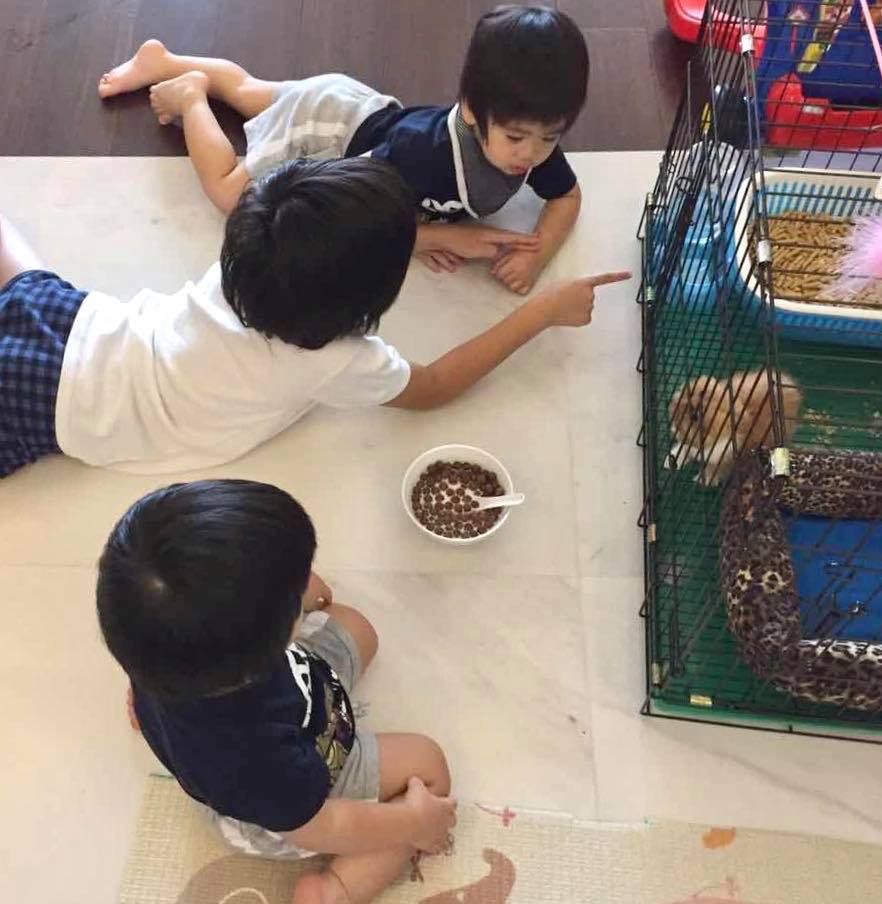 日前Kimi迎來8歲生日，林志穎送他一隻摺耳貓當生日禮物，期許兒子能懂得照顧、珍愛弱小生命。