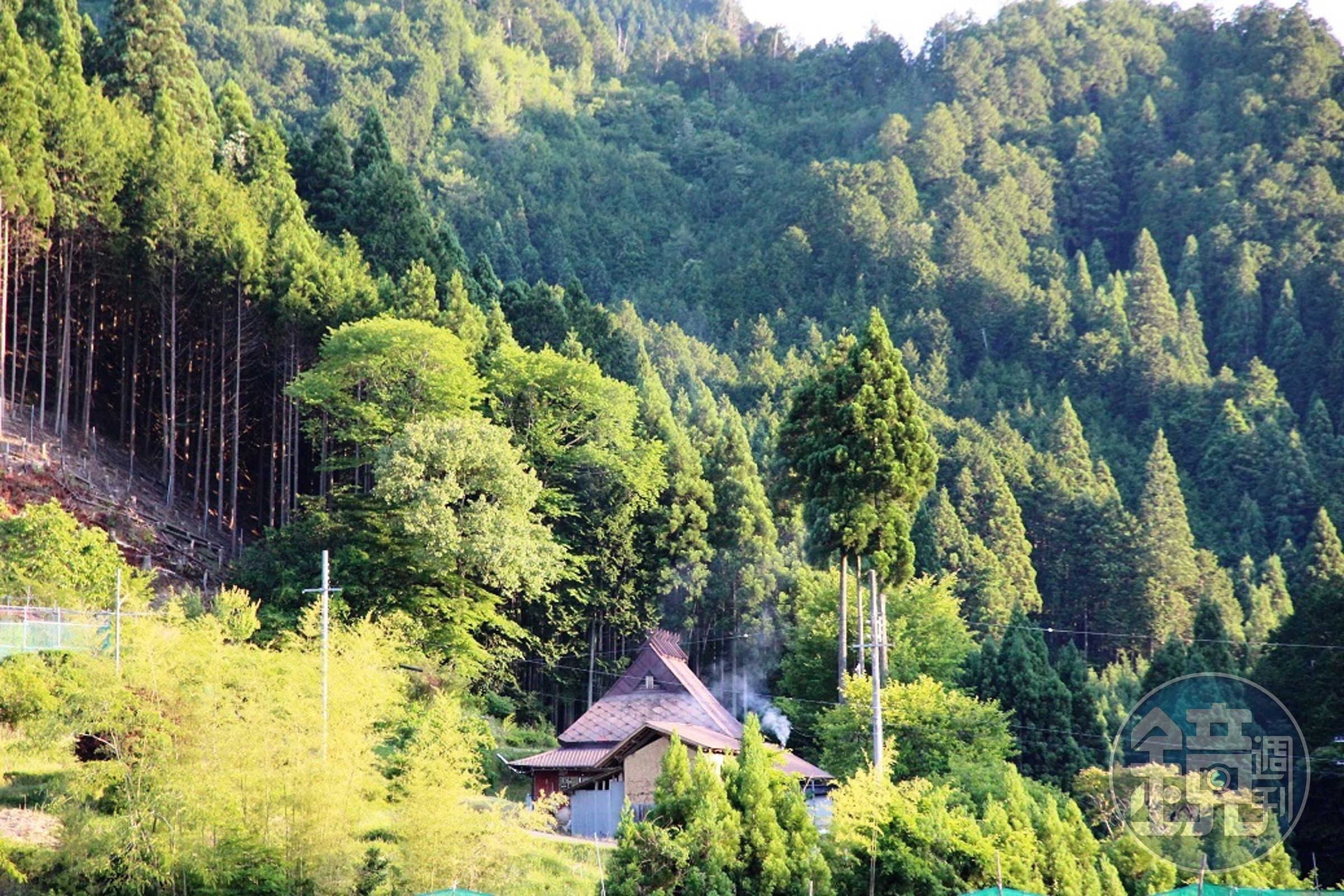 藏在北山杉森林中的民宿，夏天到完全被綠色環抱。