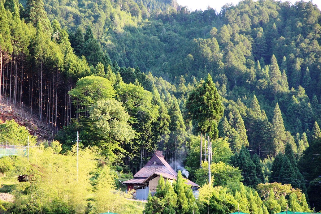 藏在北山杉森林中的民宿，夏天到完全被綠色環抱。