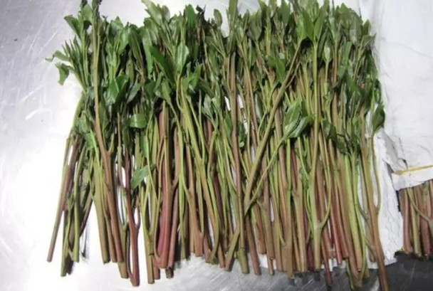 外觀像茶葉的恰特草，實際上具有毒性，已經列為2級毒品。