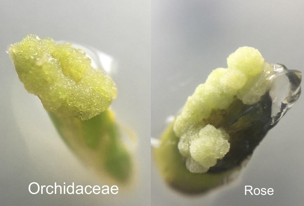 Stemcel產品萃取植物修護元素成份，為肌膚帶來修護、重生作用。