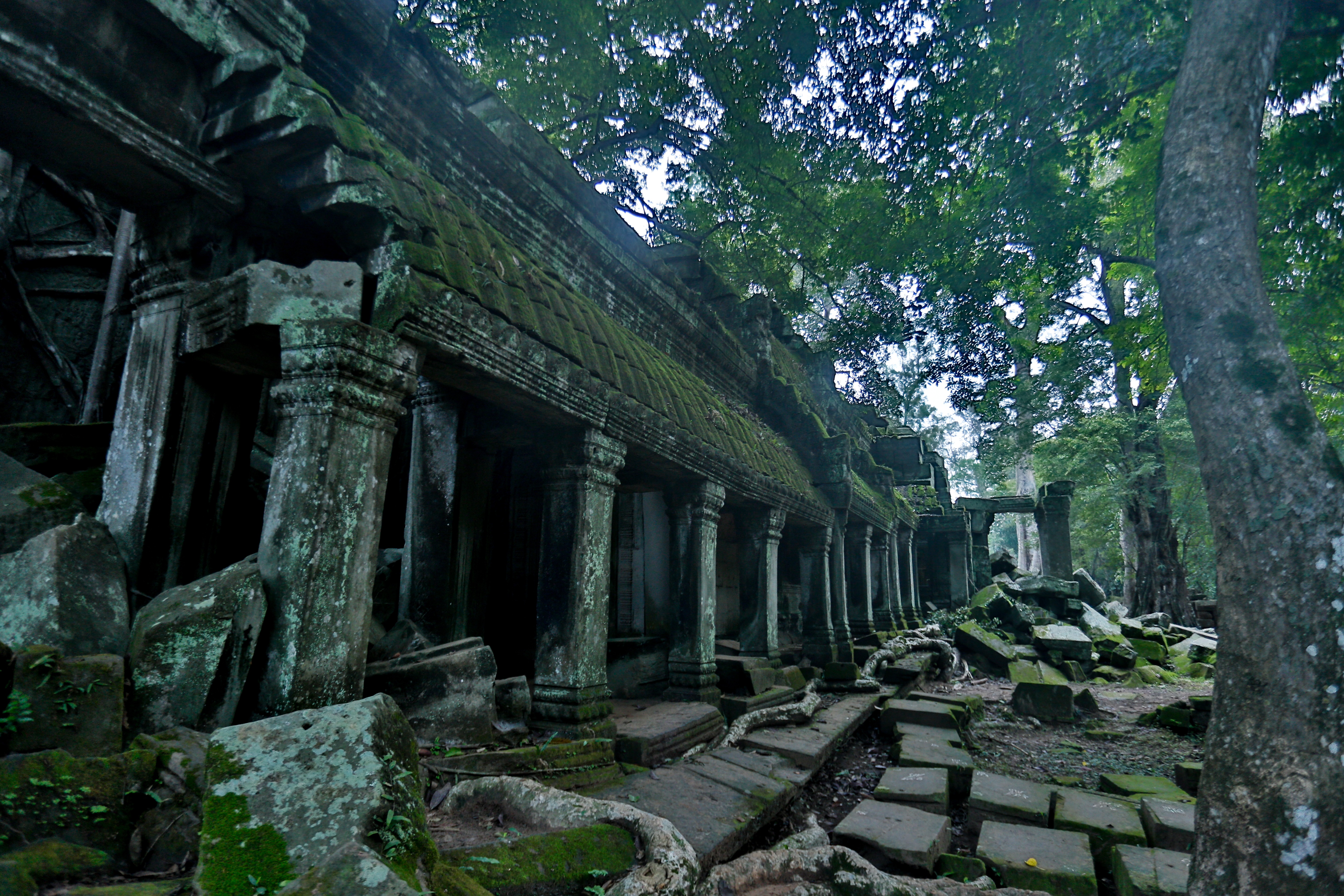 塔普倫寺在叢林荒廢百年，造成佛殿被大樹包圍的奇景。