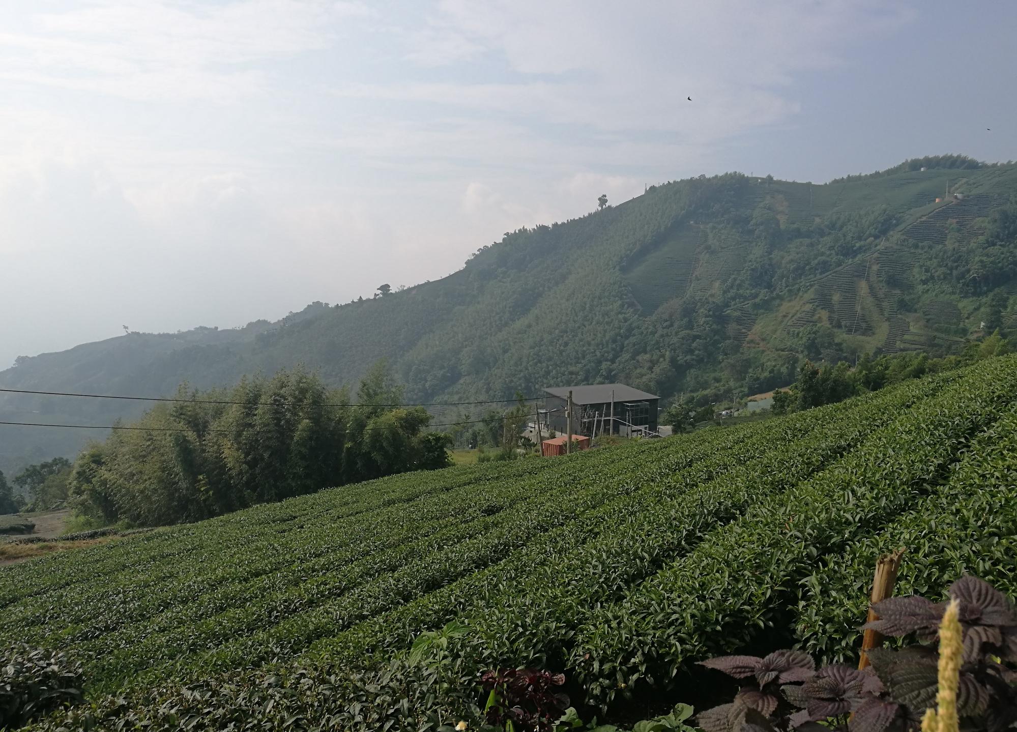 嘉義梅山鄉瑞峰村的海鼠山,漫山遍野的美麗茶園中還隱藏一個「台灣」。(仔細找,答案就在照片中)