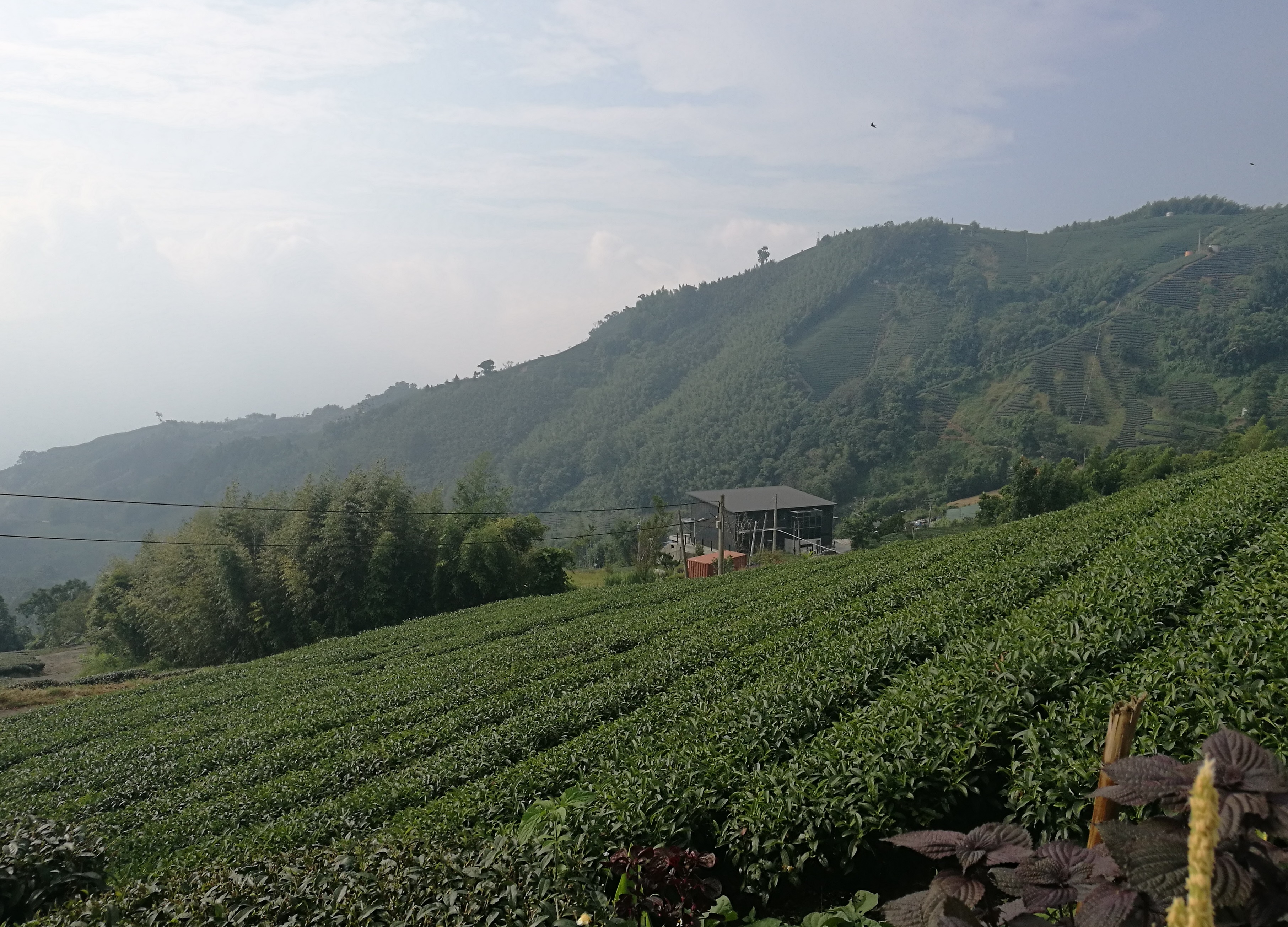 嘉義梅山鄉瑞峰村的海鼠山，漫山遍野的美麗茶園中還隱藏一個「台灣」。（仔細找，答案就在照片中）
