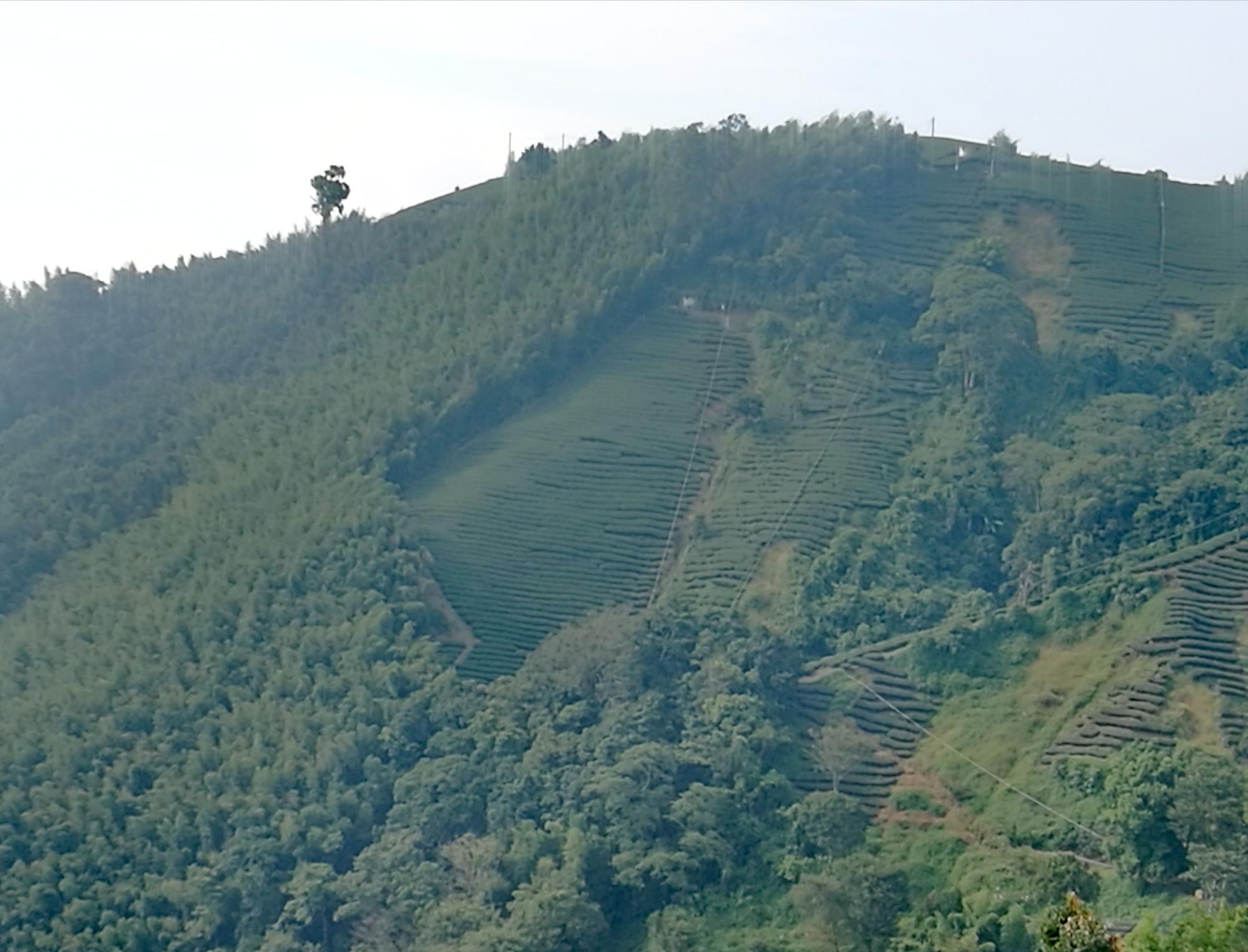 採茶阿姨口中的「台灣」茶園。