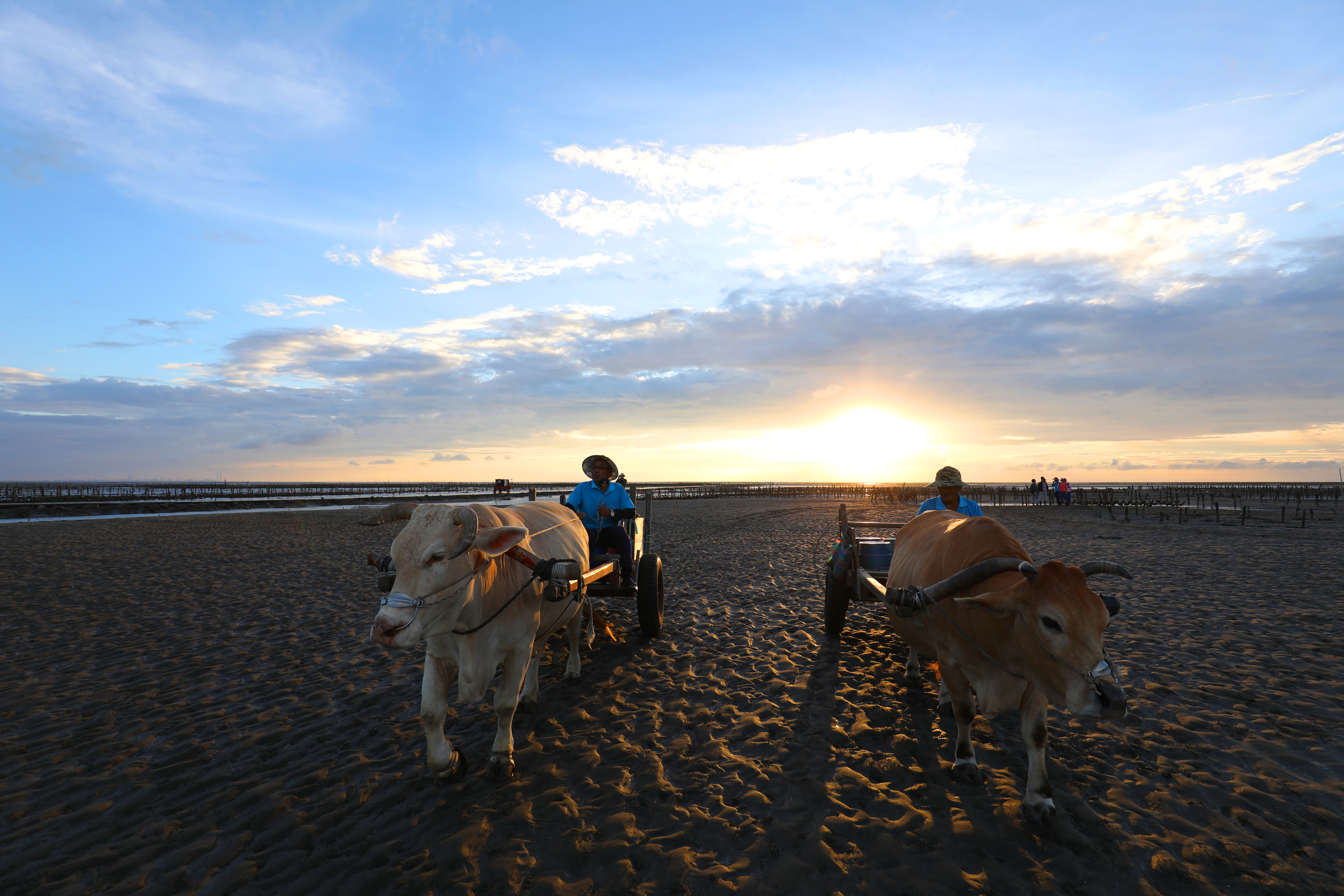 夕陽下的蚵農與海牛。