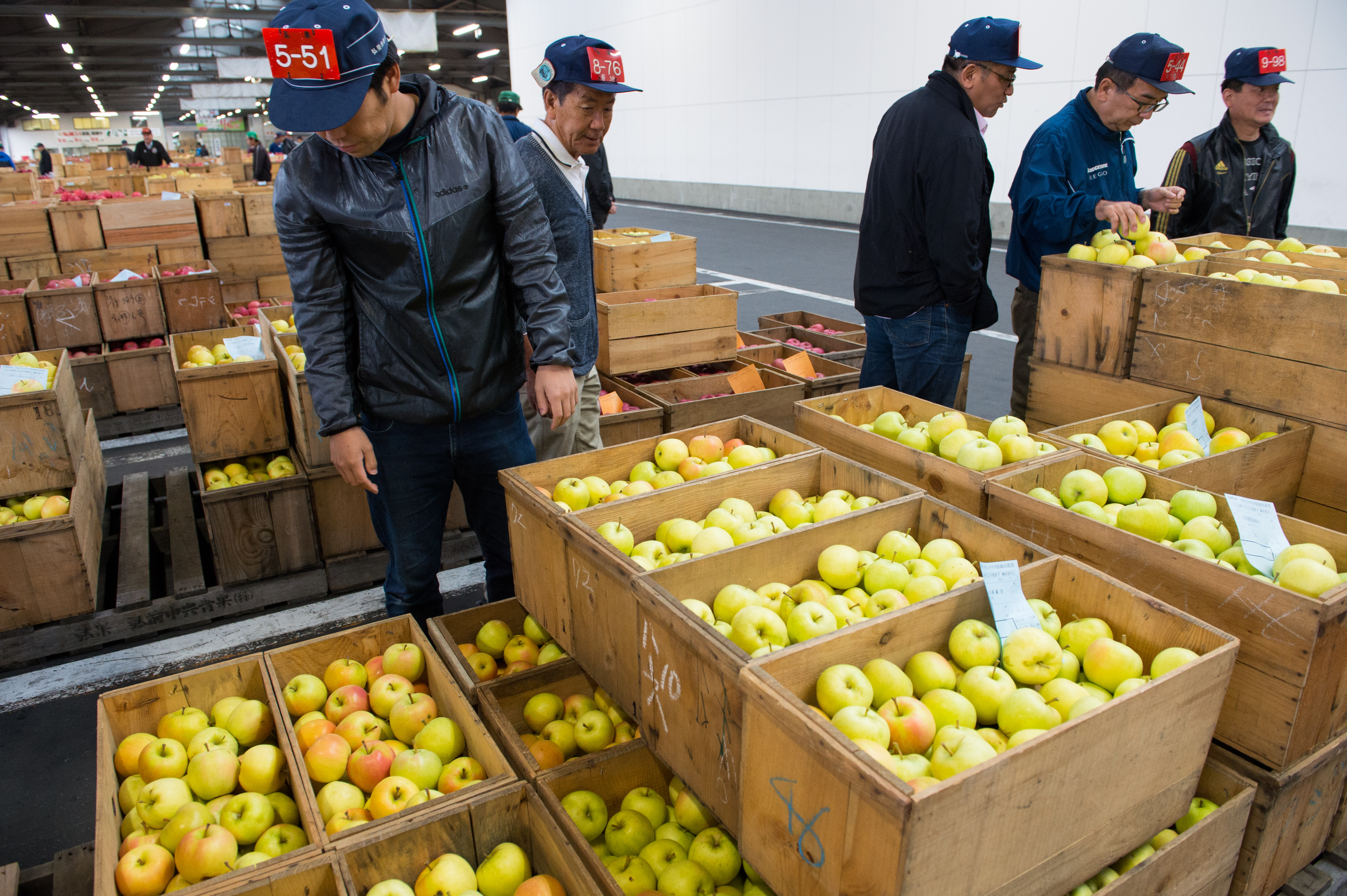 正式拍賣前，各廠商會先仔細驗貨，挑選等等想要出價買回的蘋果。