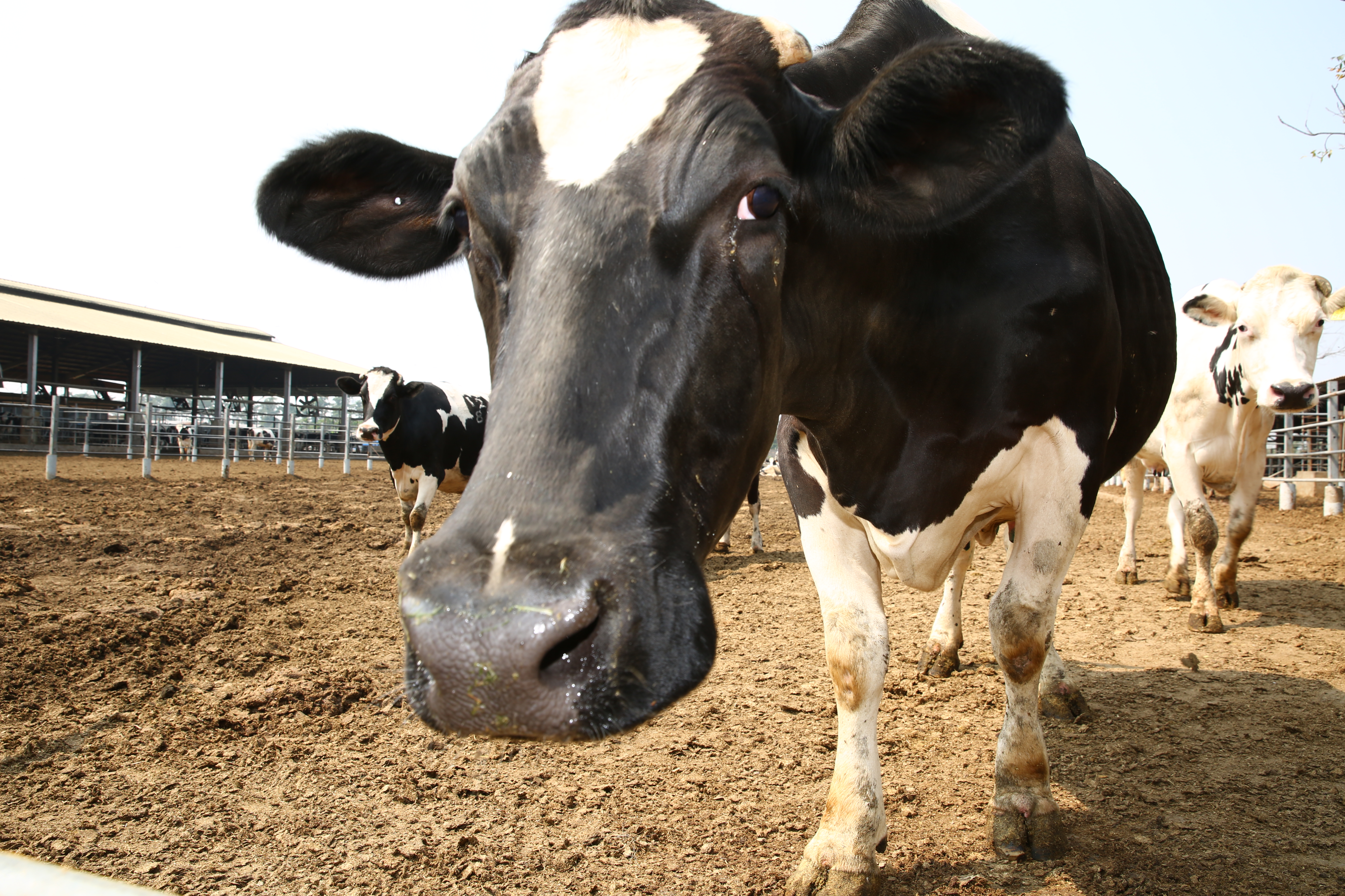 【補腦小百科專輯】庖丁解乳&牛