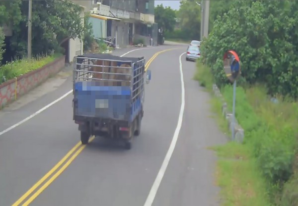 這次邱嫌找友人幫忙運贓牛，沒蓋帆布才漏了餡。（警方提供）