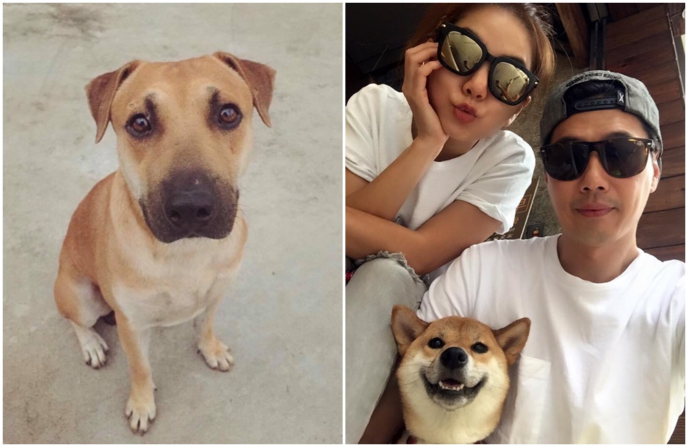 Ella屏東老家的狗狗阿發（左）遭毒死。Ella很愛狗，在台北也跟老公養了一隻柴犬布丁（右）。（翻攝自Ella陳嘉樺臉書）