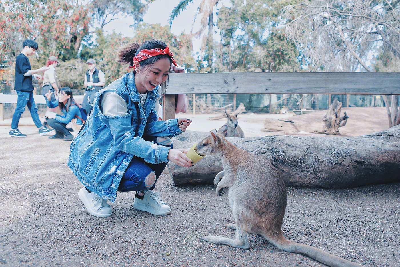 鄧紫棋去澳洲玩，跟袋鼠互動。（蜂鳥音樂提供）