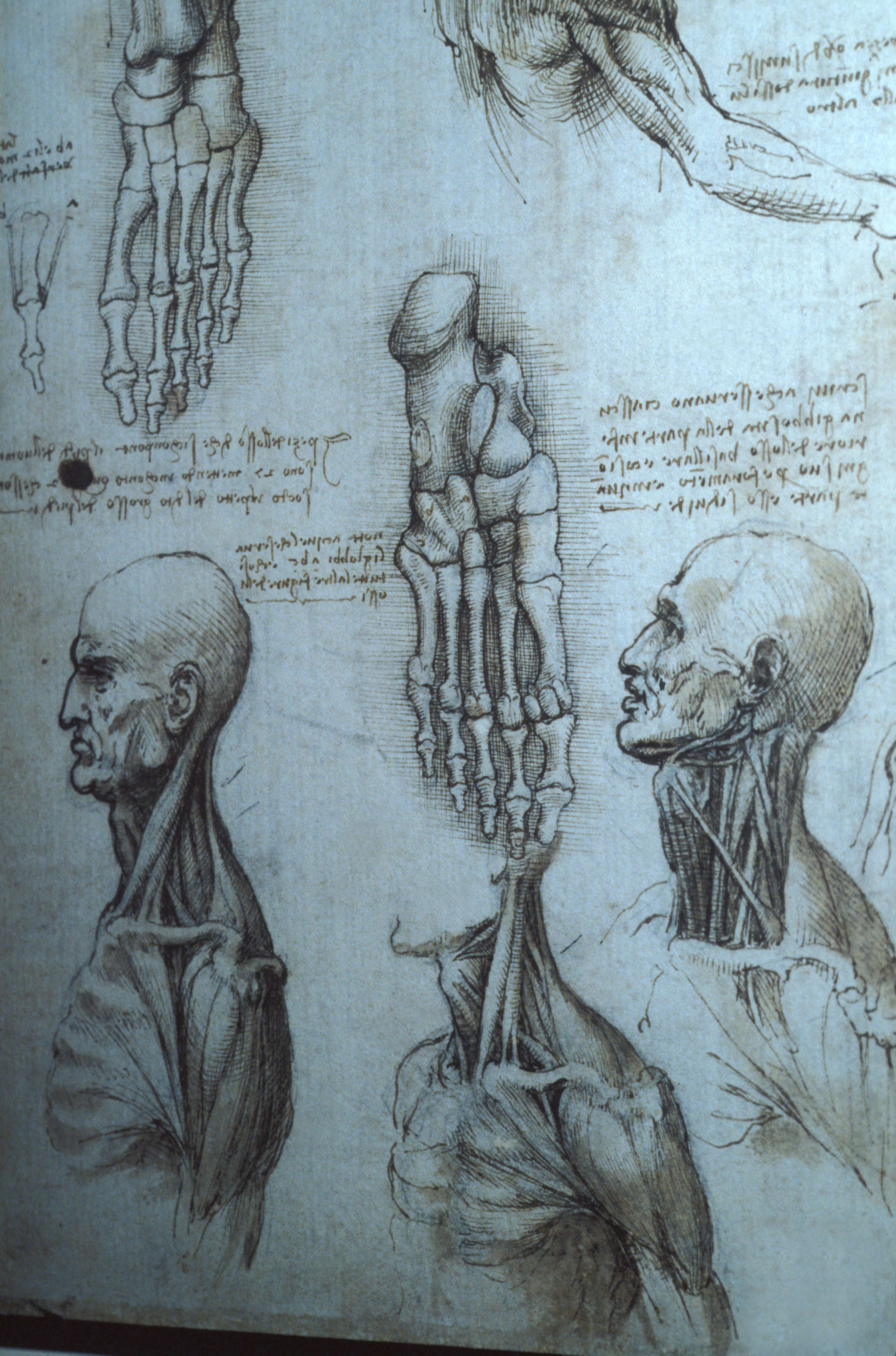 達文西的手稿裡,充斥著他解剖人體後畫下的組織、器官、骨骼構造工筆素描。(東方IC)