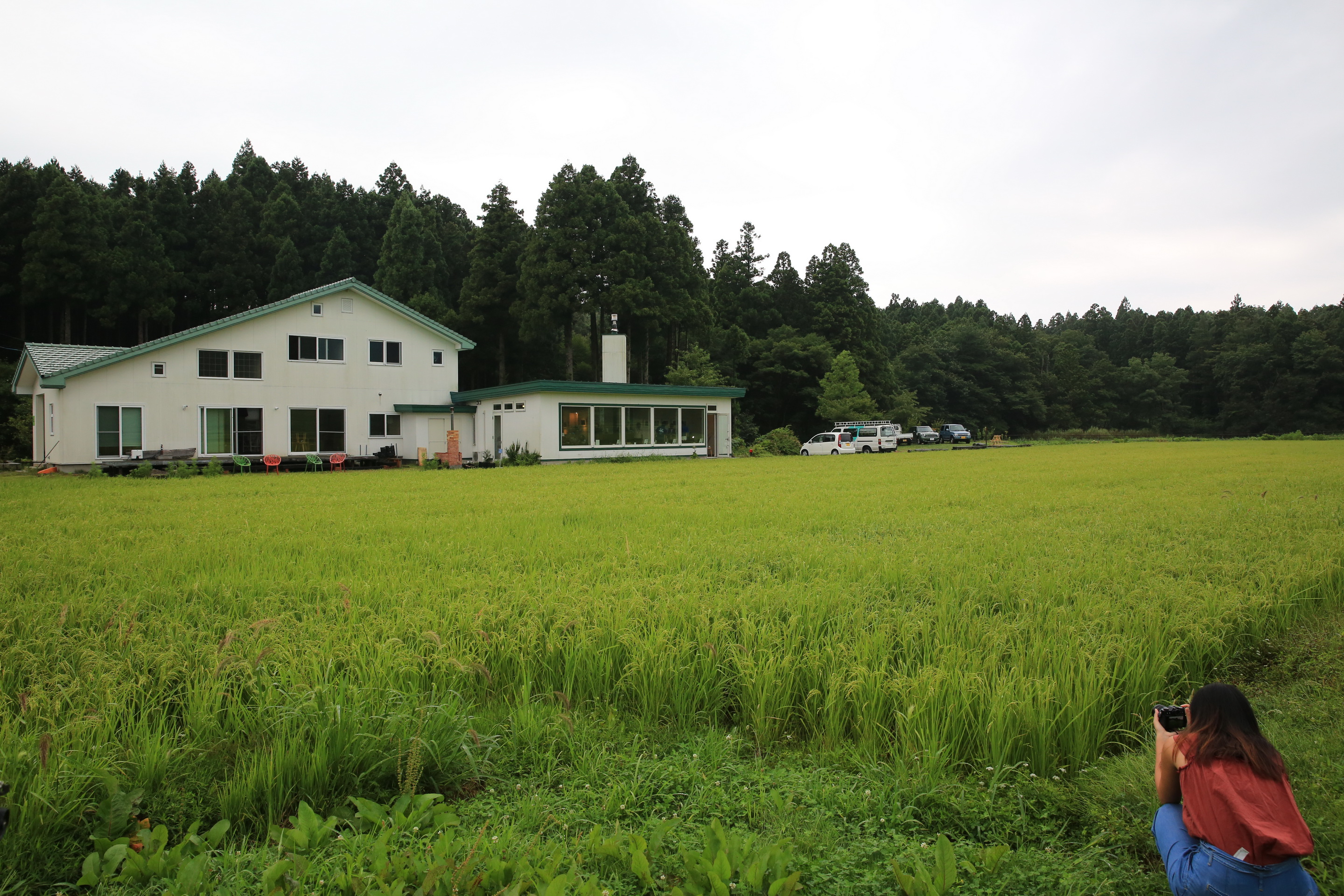 「翠」前方這片金黃稻穗，就是最好的視野。