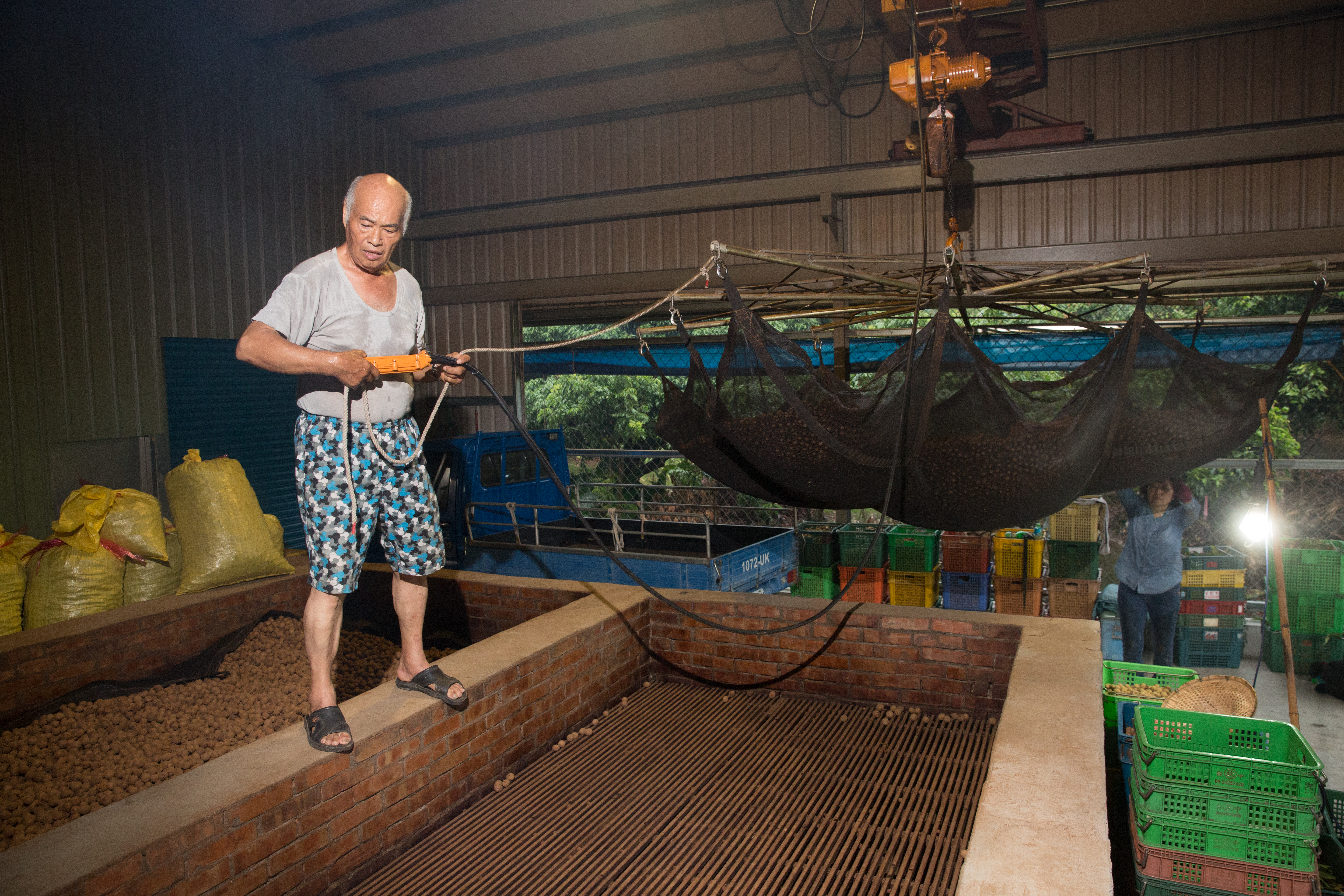 過去為了讓龍眼均勻受熱都靠人力翻動，如今羅新豐年邁，也改成用機械力臂輔助。