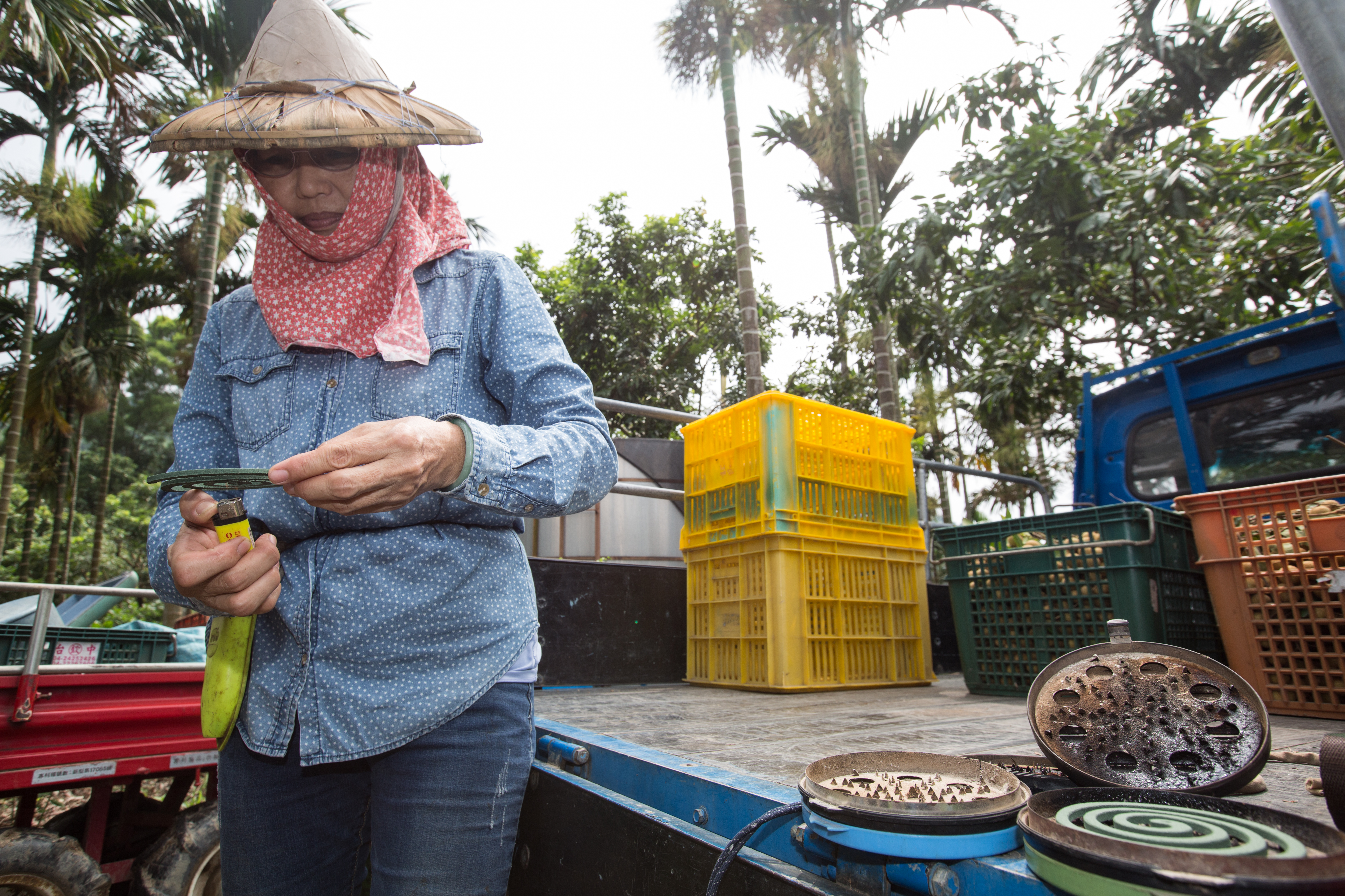 黃素貞上山採果前，會先點蚊香以免蚊子進身。