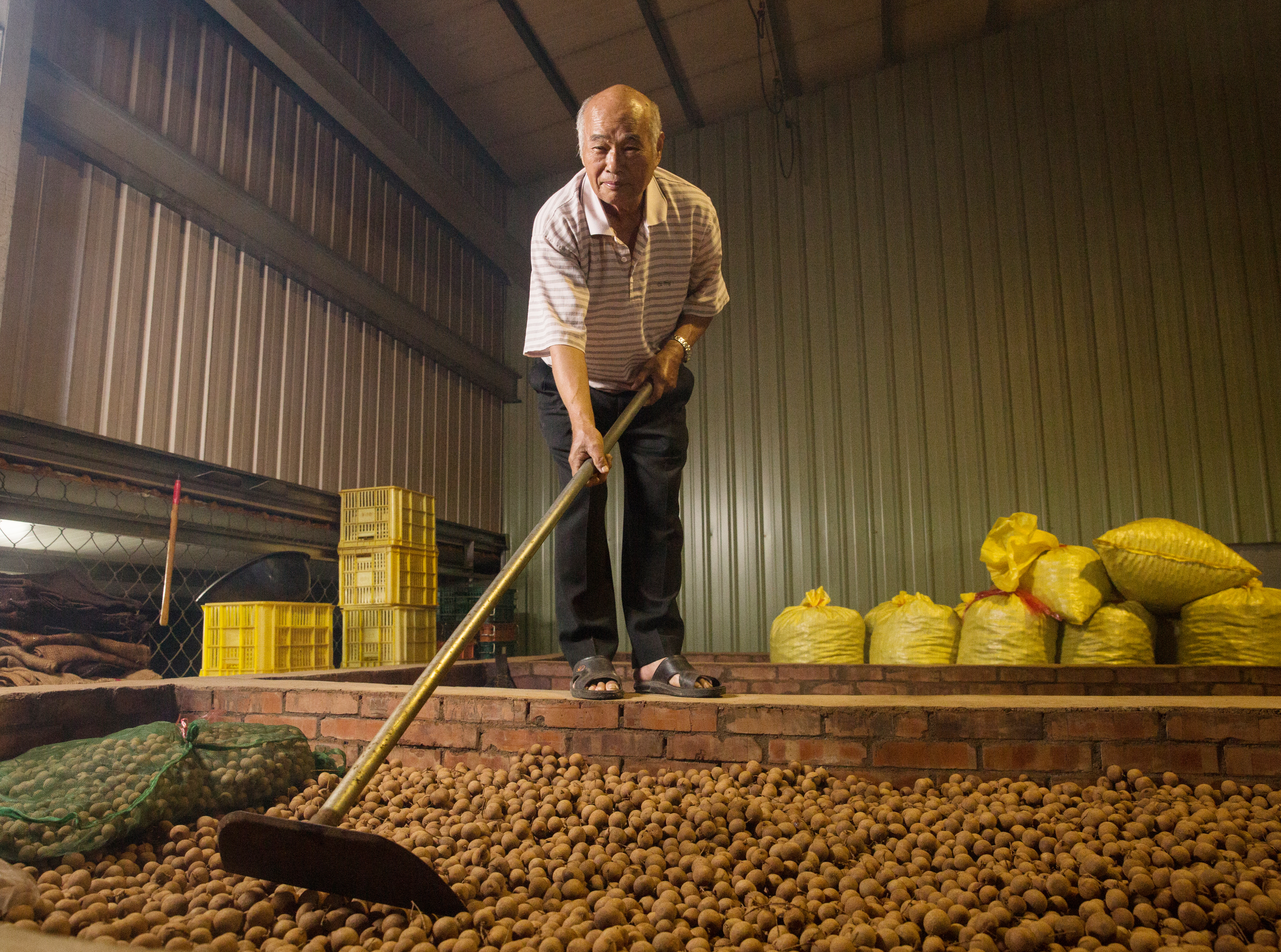 羅新豐說，因為早期龍眼樹高大，上樹摘果得待上一整天。