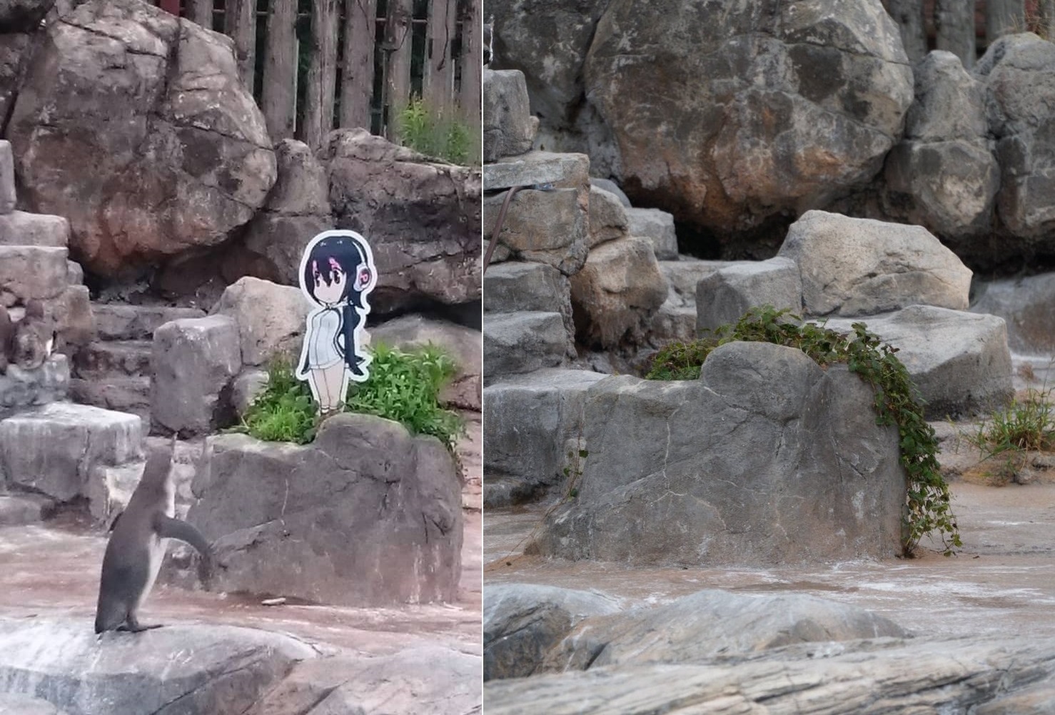 葡萄君走了，芙露露的看版也撤了，鵝去樓空。（圖／網路）