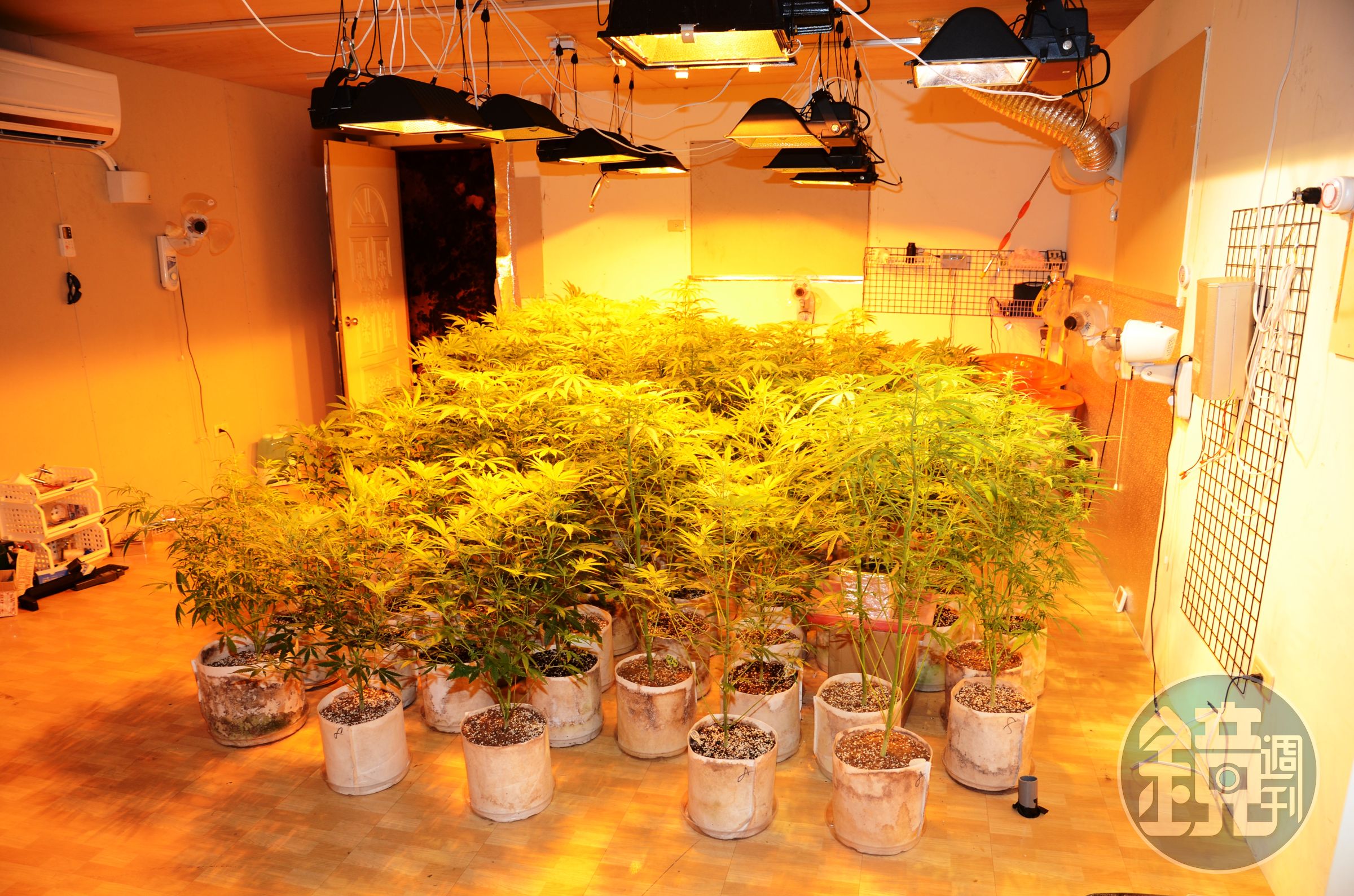 隱身於五股工業區倉庫之大麻育種工廠遭警方破獲。（警方提供）
