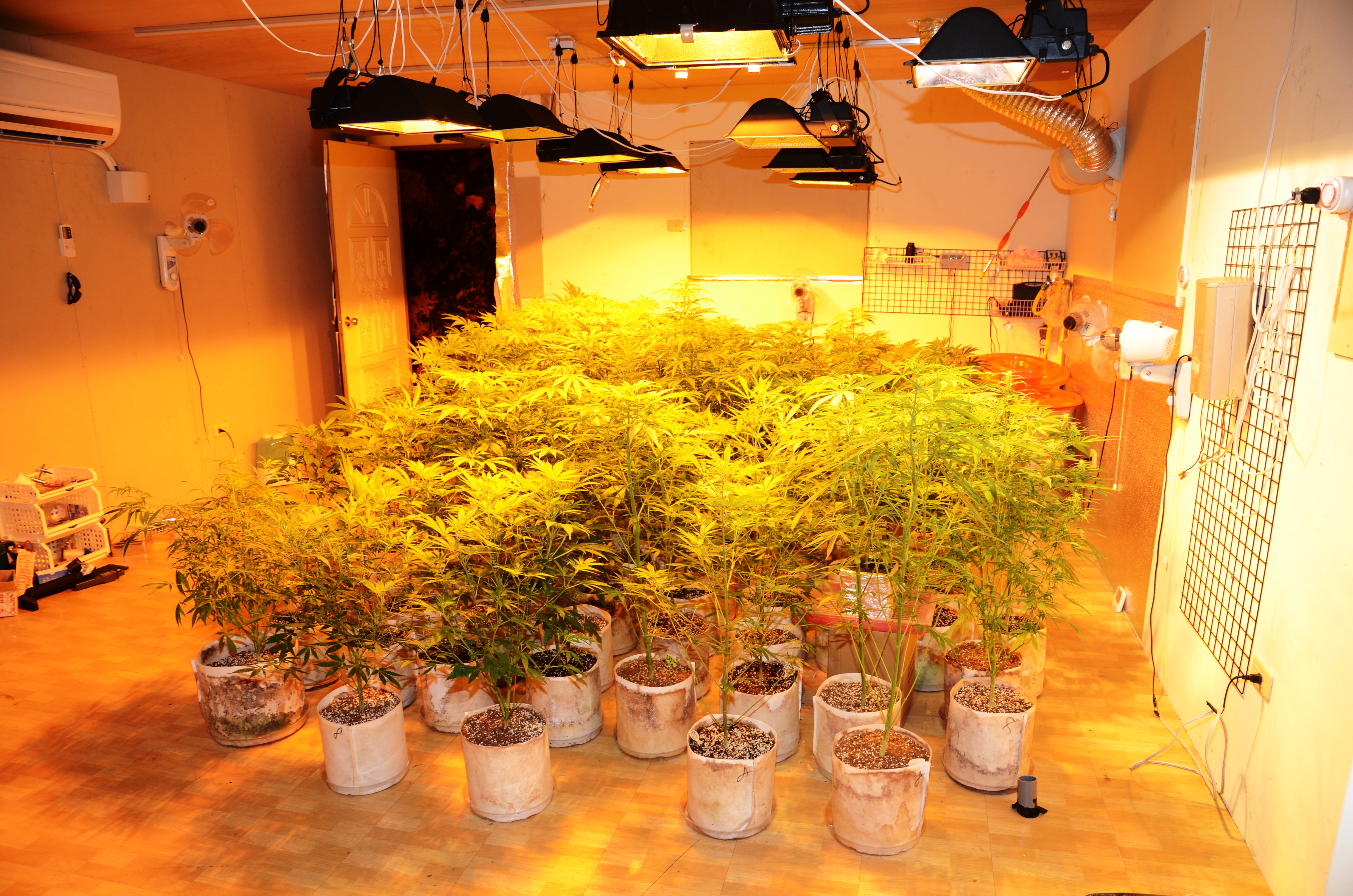 隱身於五股工業區倉庫之大麻育種工廠遭警方破獲。（警方提供）