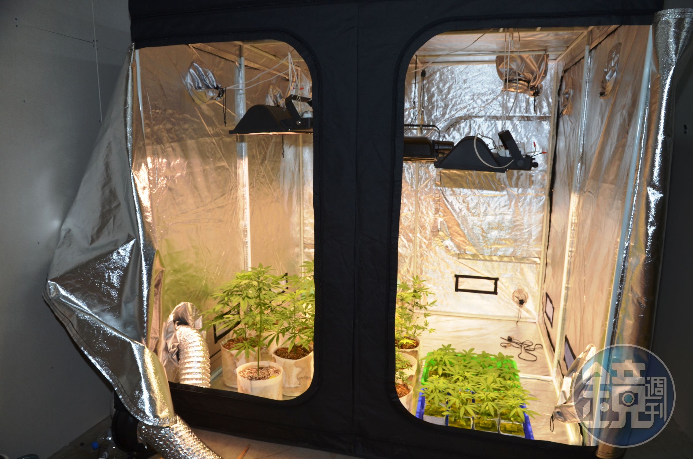 嫌犯使用遮光罩的方式育苗成株。（警方提供）