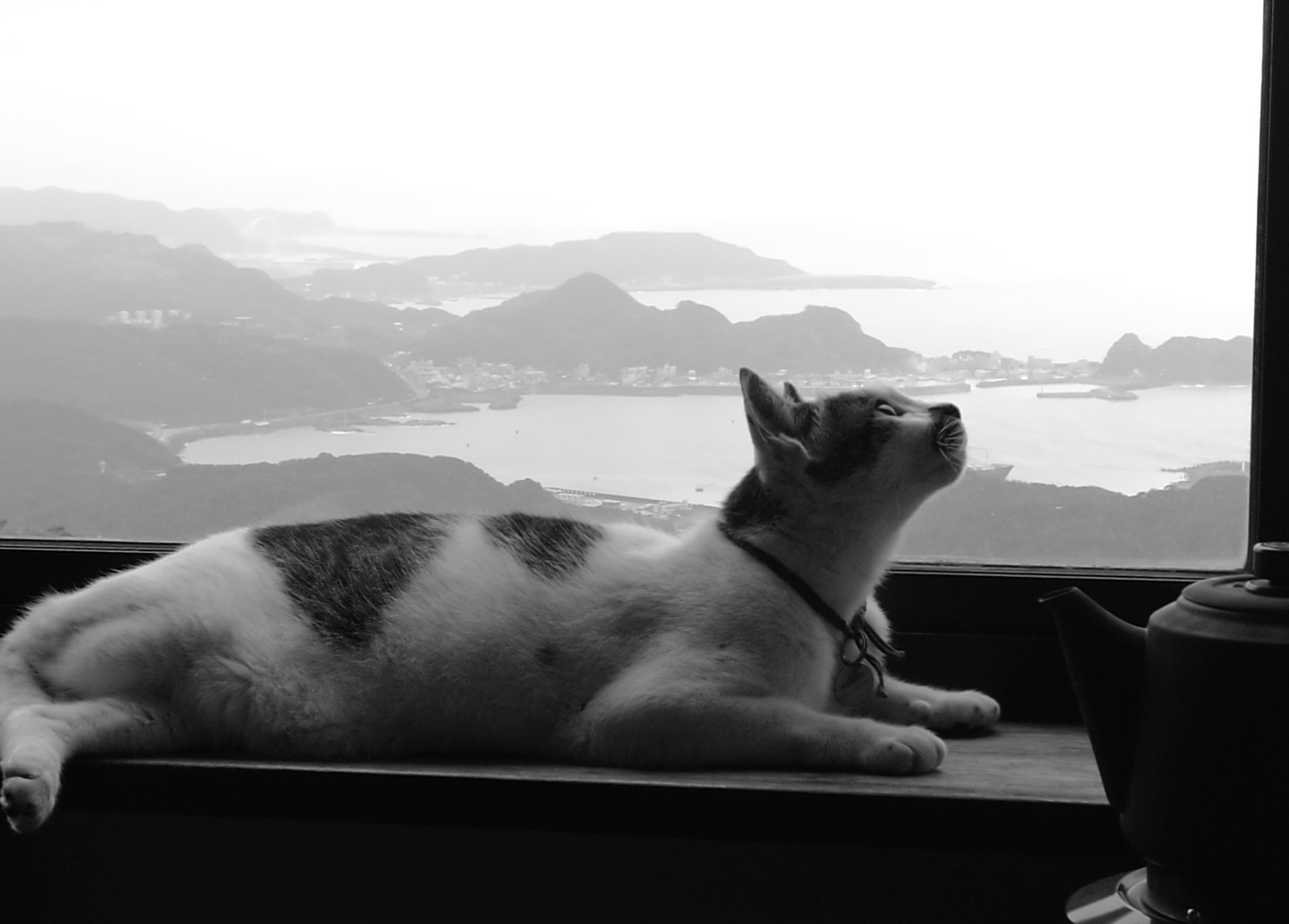 「山城創作坊」的招牌貓黑鼻仔，最愛窗邊的好位置。