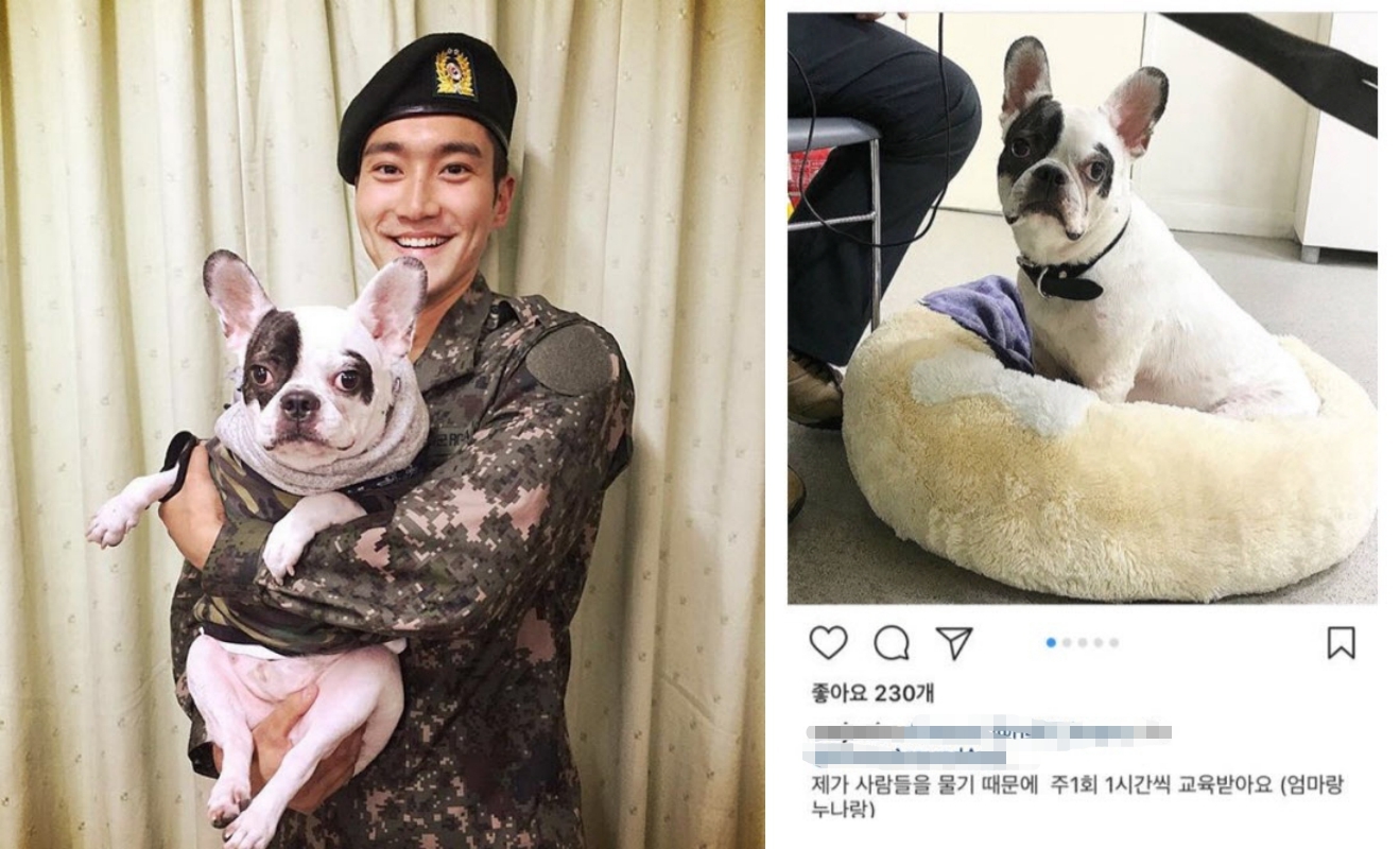 SJ始源家養育的法國鬥牛犬Bugsy驚爆咬傷鄰居，導致對方6天後因敗血症去世。（合成網路圖片）