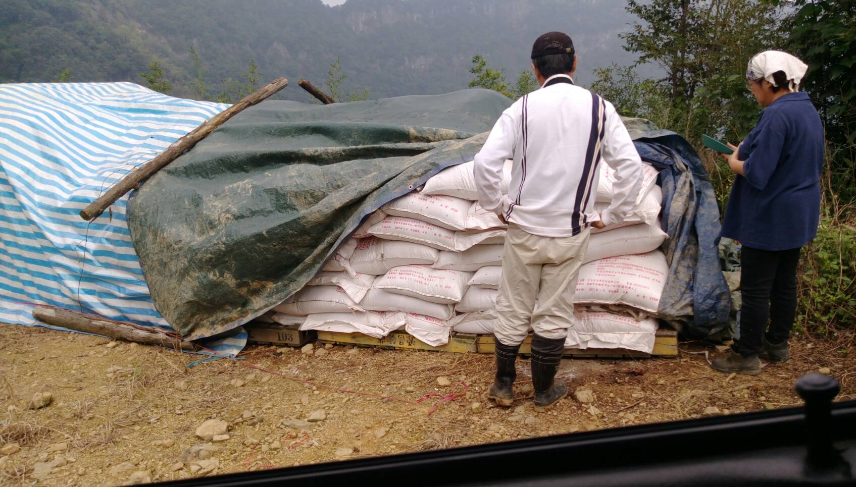 民眾親自調查發現，高麗菜農使用未經發酵的肥料惹禍。（民眾提供）