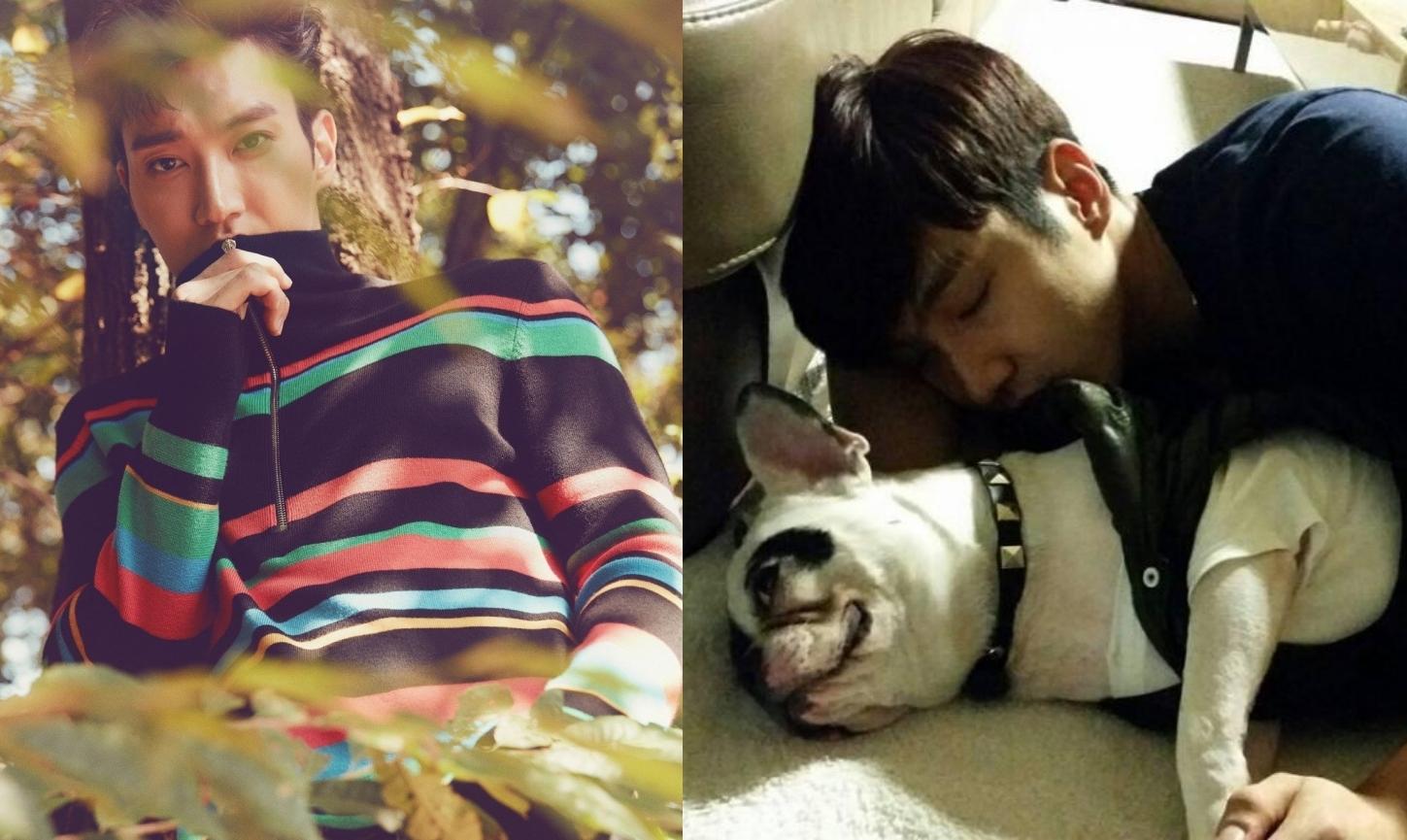 Super Junior崔始源因為家犬咬人事件,影響演藝事業。(合成圖片,左翻攝Super Junior臉書,右為網路圖片)