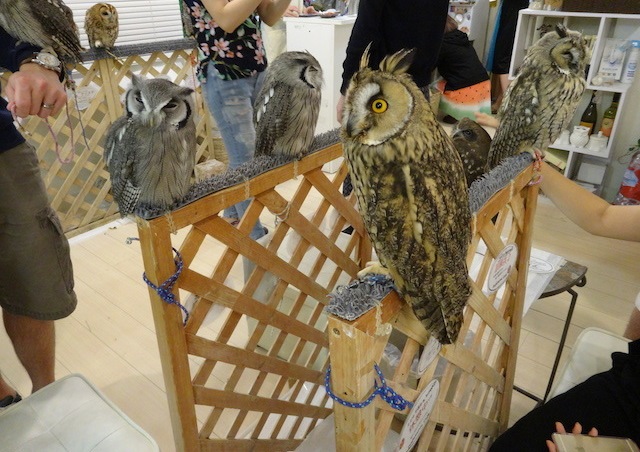 夜行性動物卻被迫在白天活動,雙腳24小時被綁住,不能飛也不能自由喝水。有貓頭鷹咖啡館被踢爆,店內30隻貓頭鷹,一年死7隻。