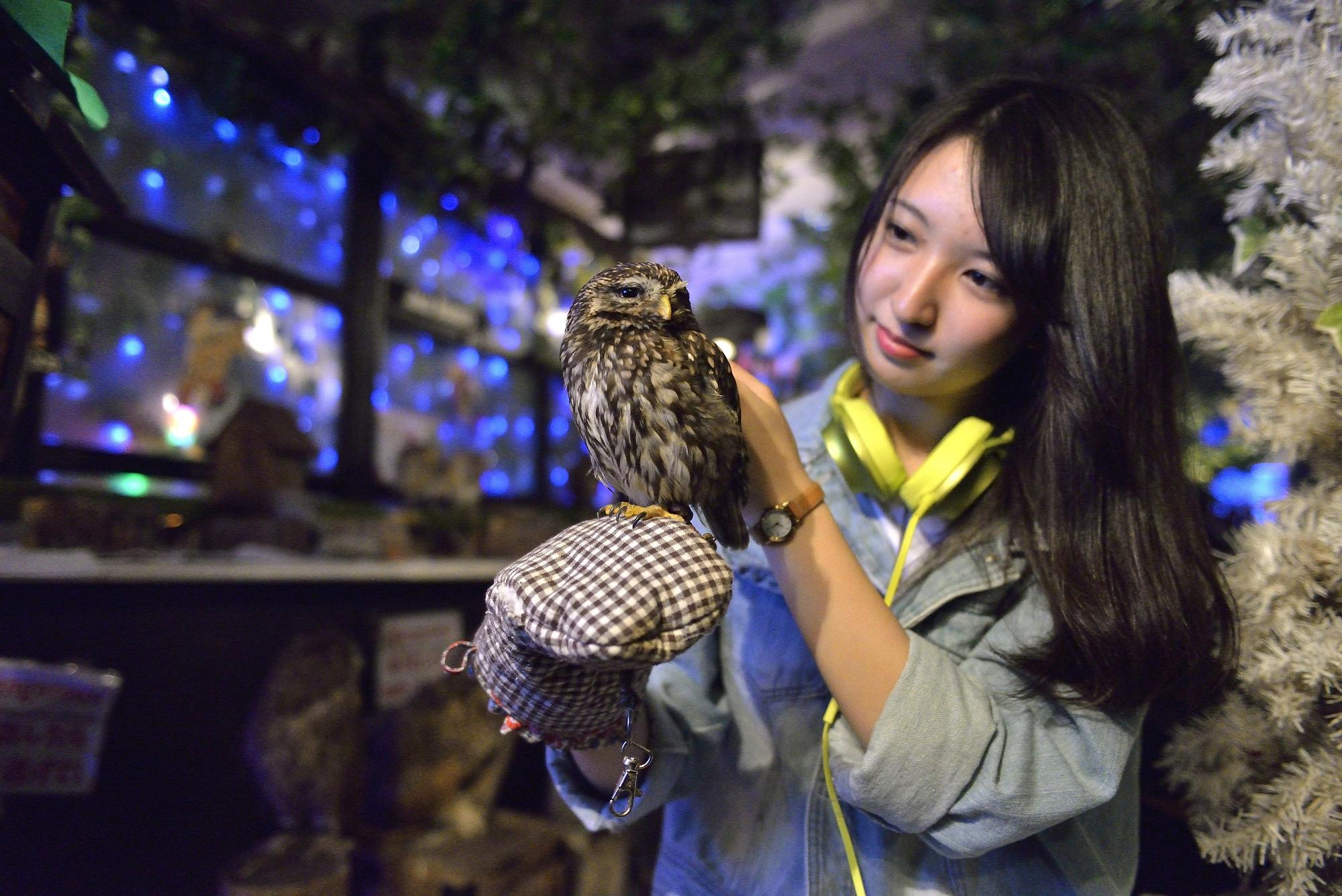 根據日本動保團體Animal Rights Center的數字，光在東京就有29間貓頭鷹咖啡館，顧客可以近距離撫摸貓頭鷹，並與牠們拍照。（東方IC）