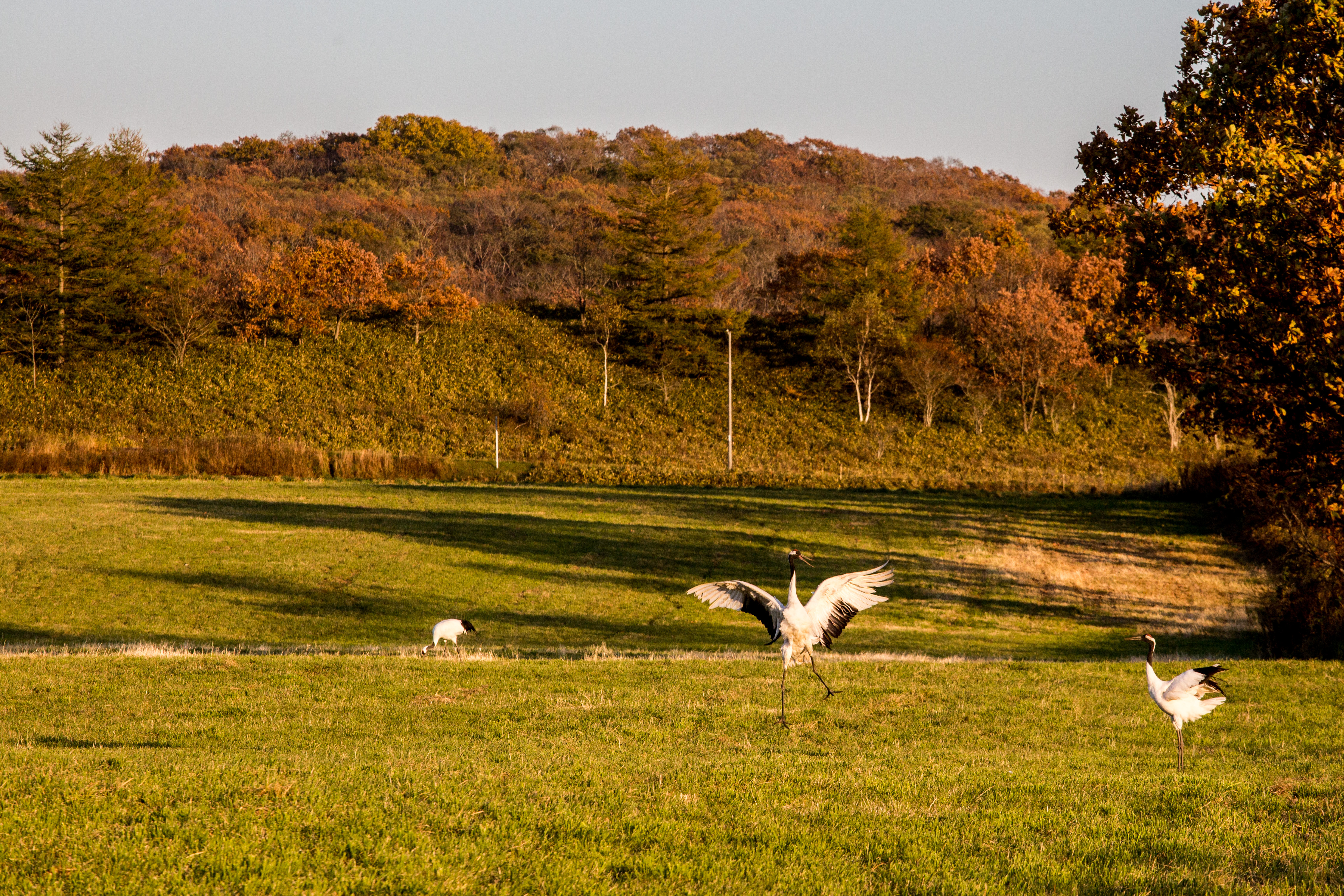 在北海道東的「鶴居村」，很容易可以看見丹頂鶴。