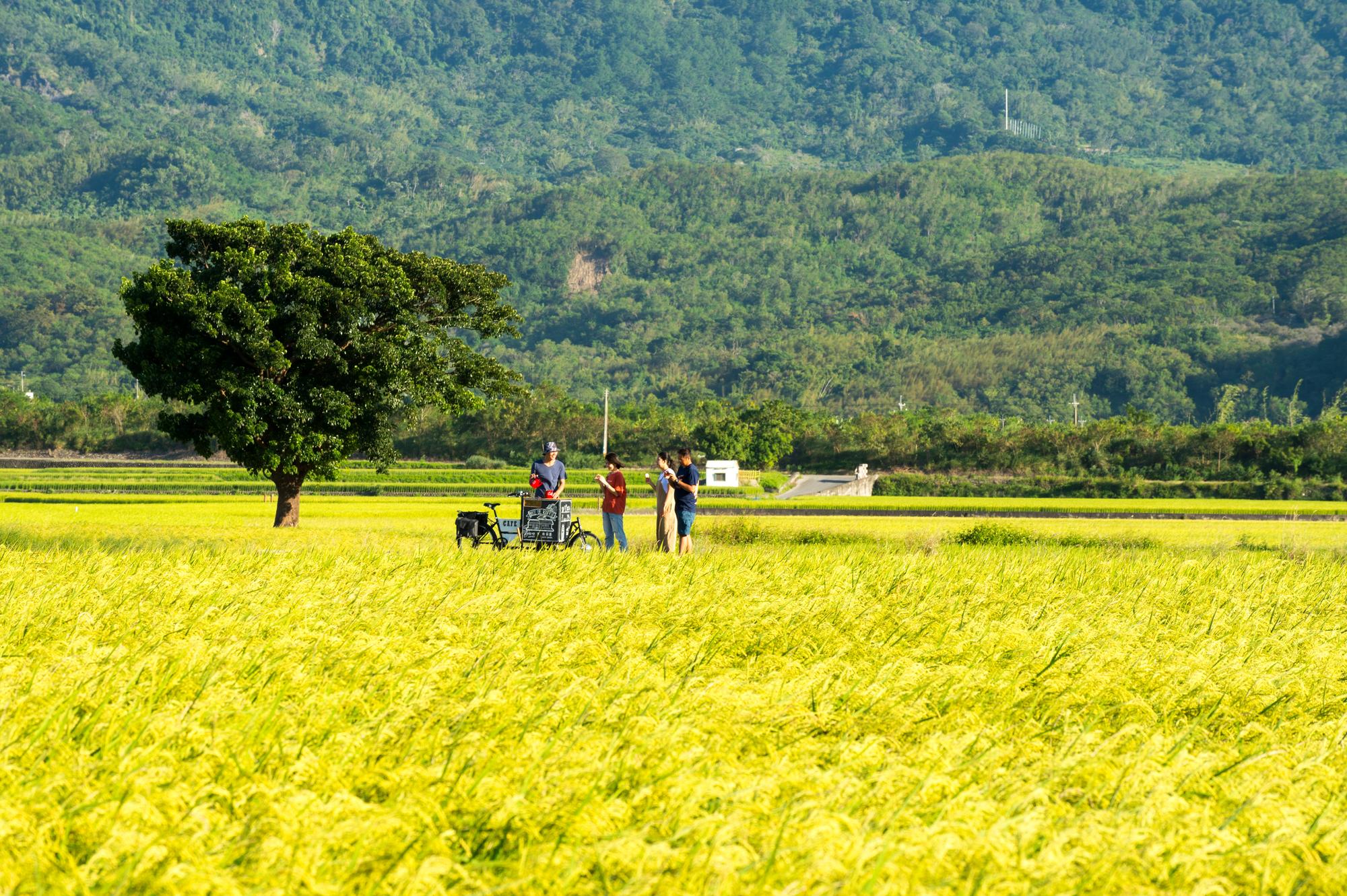 金燦稻浪是池上最美的秋景，行動版「BIKE DE KOFFIE」出沒田間，美味不期而遇。