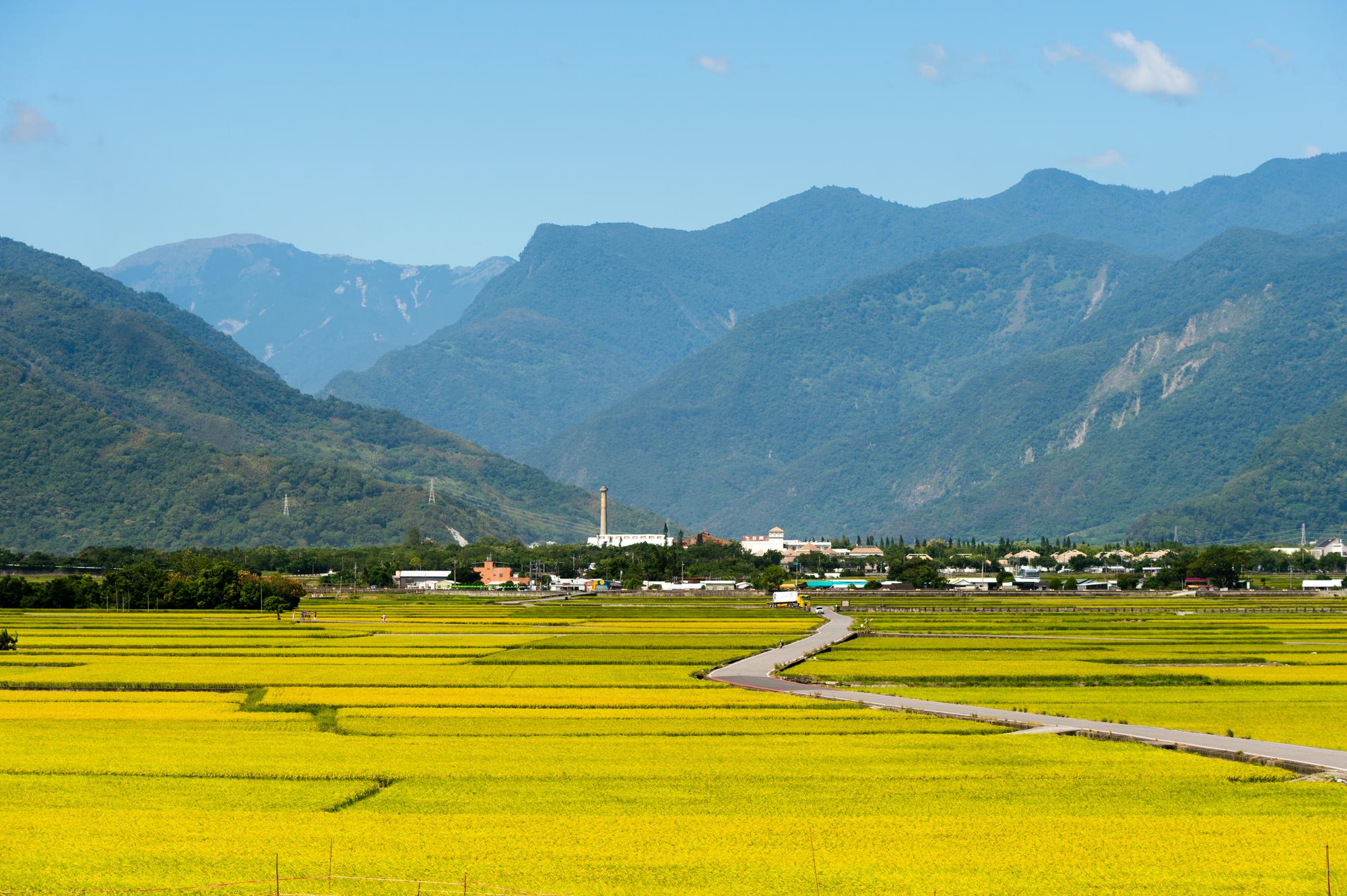 池上的數大稻田美景，讓人有如置身北海道。
