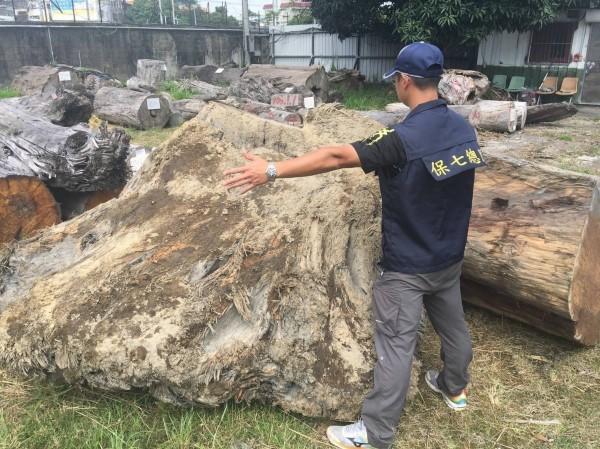 保警巡山逮捕山老鼠，查扣17根大樹徑珍貴木材。（警方提供）