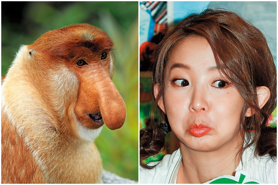 瑤瑤（右）出席公益活動，但被她的新嘴臉跟新戀情給模糊了焦點。「屌面猴」（左）的真實學名是Nasalis larvatus，為猴科、長鼻猴屬下唯一一種。（東方IC）