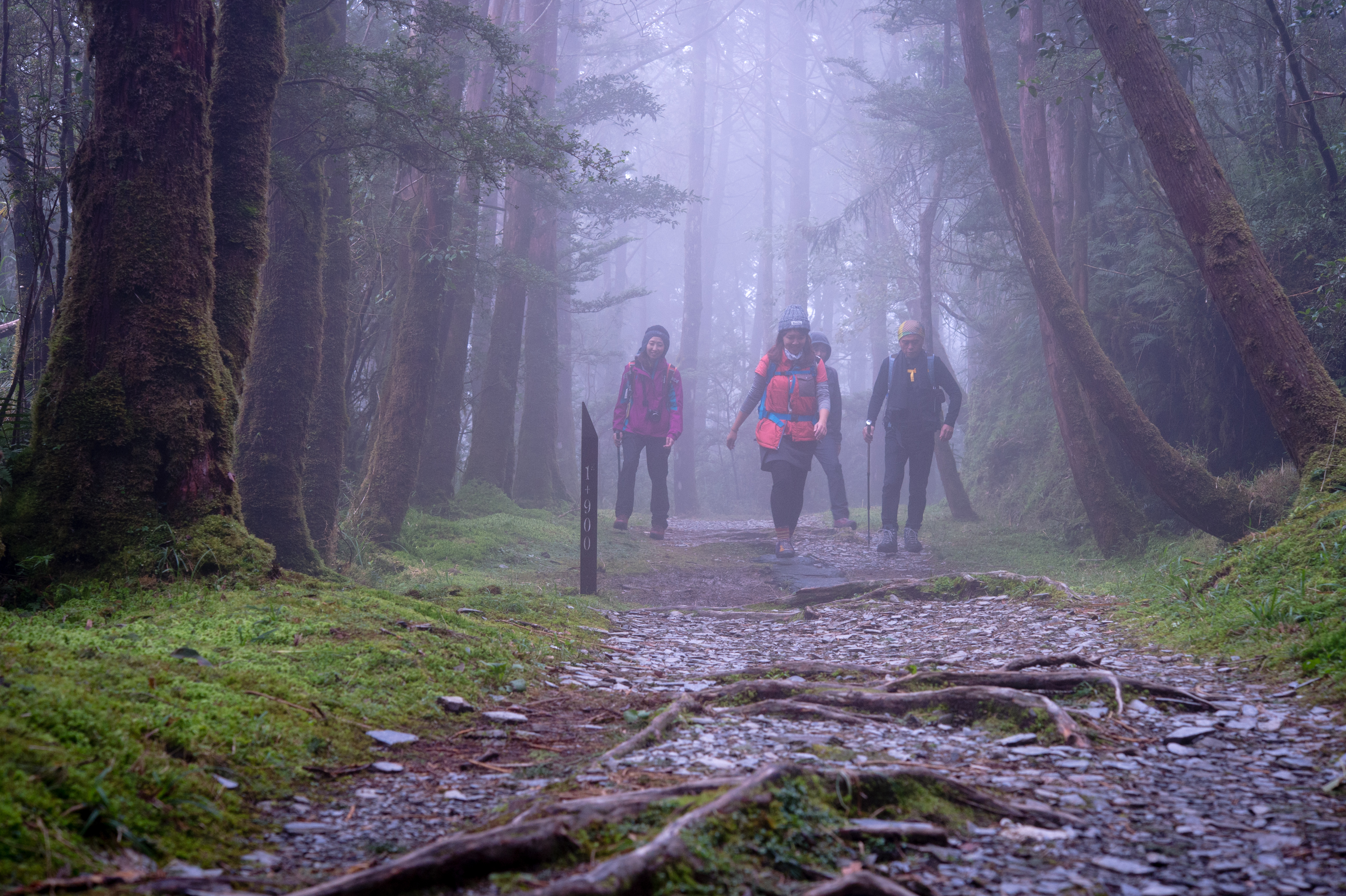 每年深秋，宜蘭太平山總會湧進一批遊客，為了一睹台灣山毛櫸變色的美景。