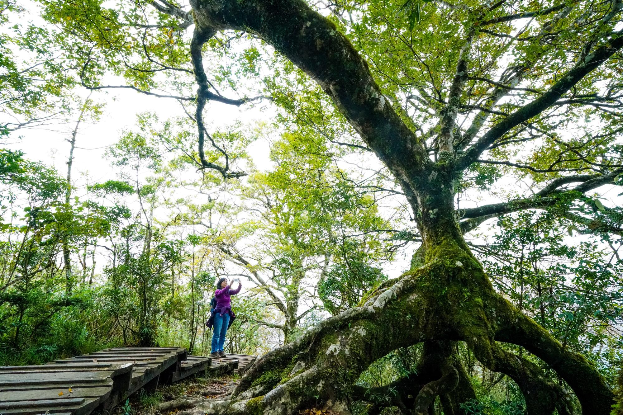 一日三變的太平山氣候,上午晴天、下午往往是迷霧森林。