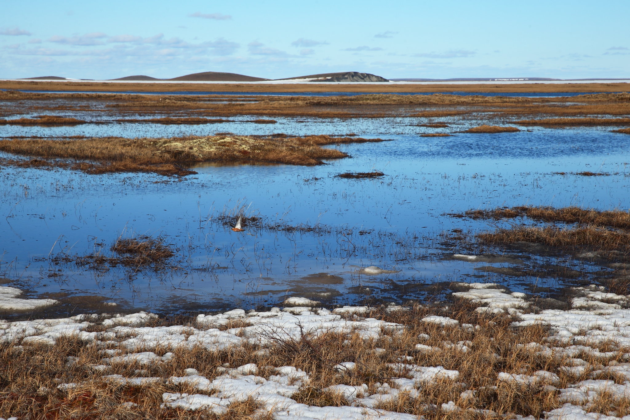 北極苔原，遠處即為隆起的高地