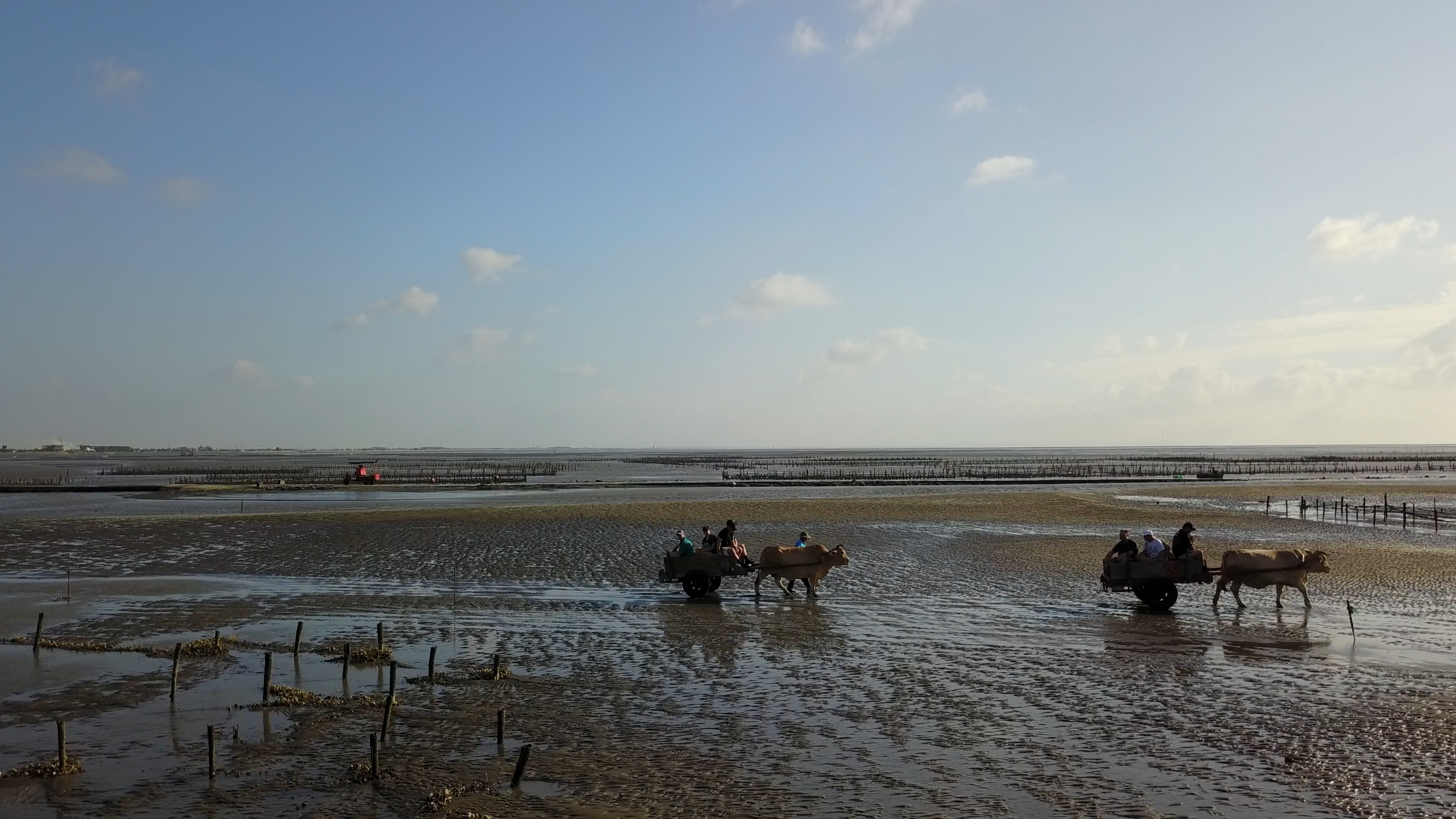 芳苑海牛走在地平線上,是當地的特殊風景。
