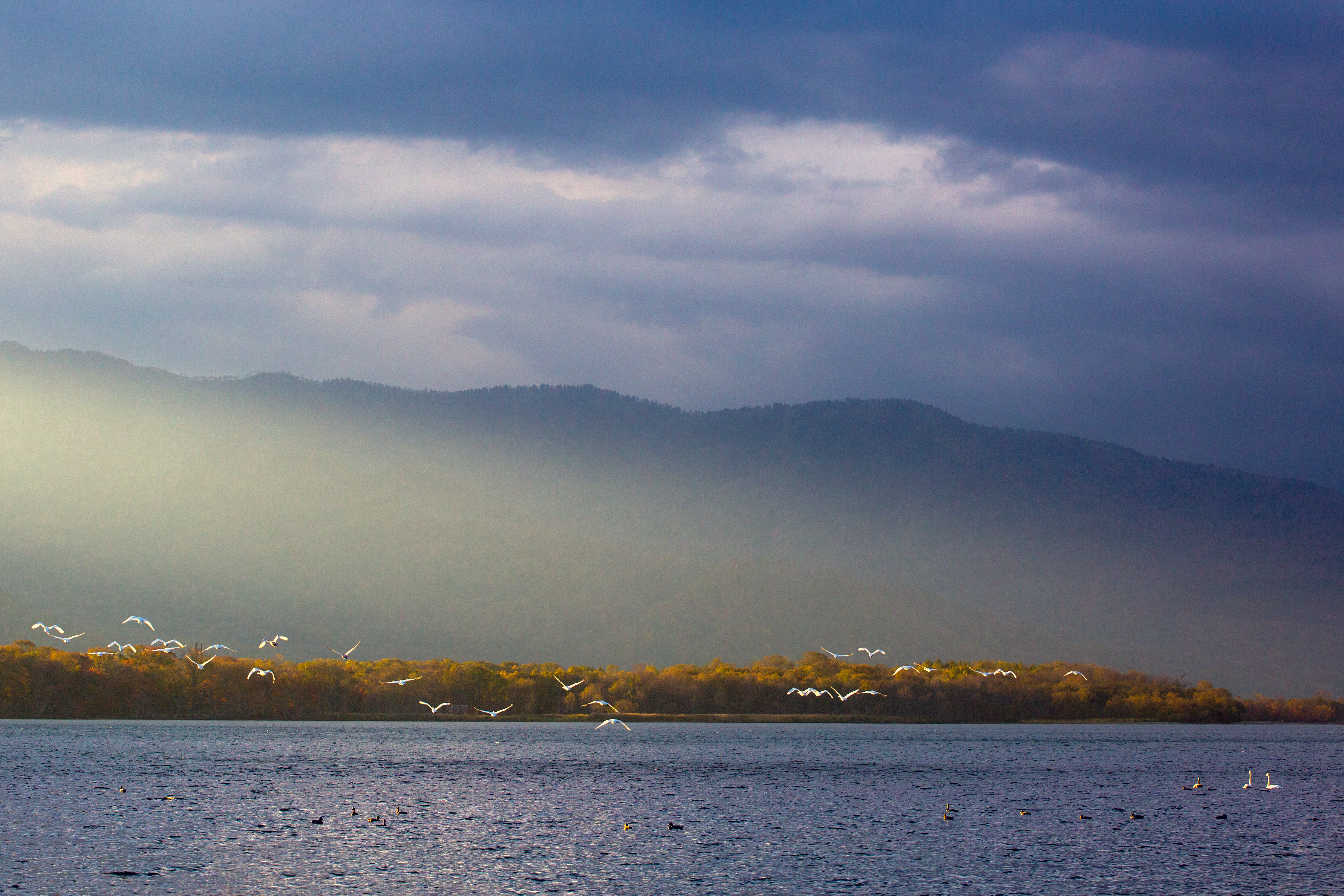 還沒拍到預期中的大圖，空拍機的聲音就把天鵝全嚇跑了。 