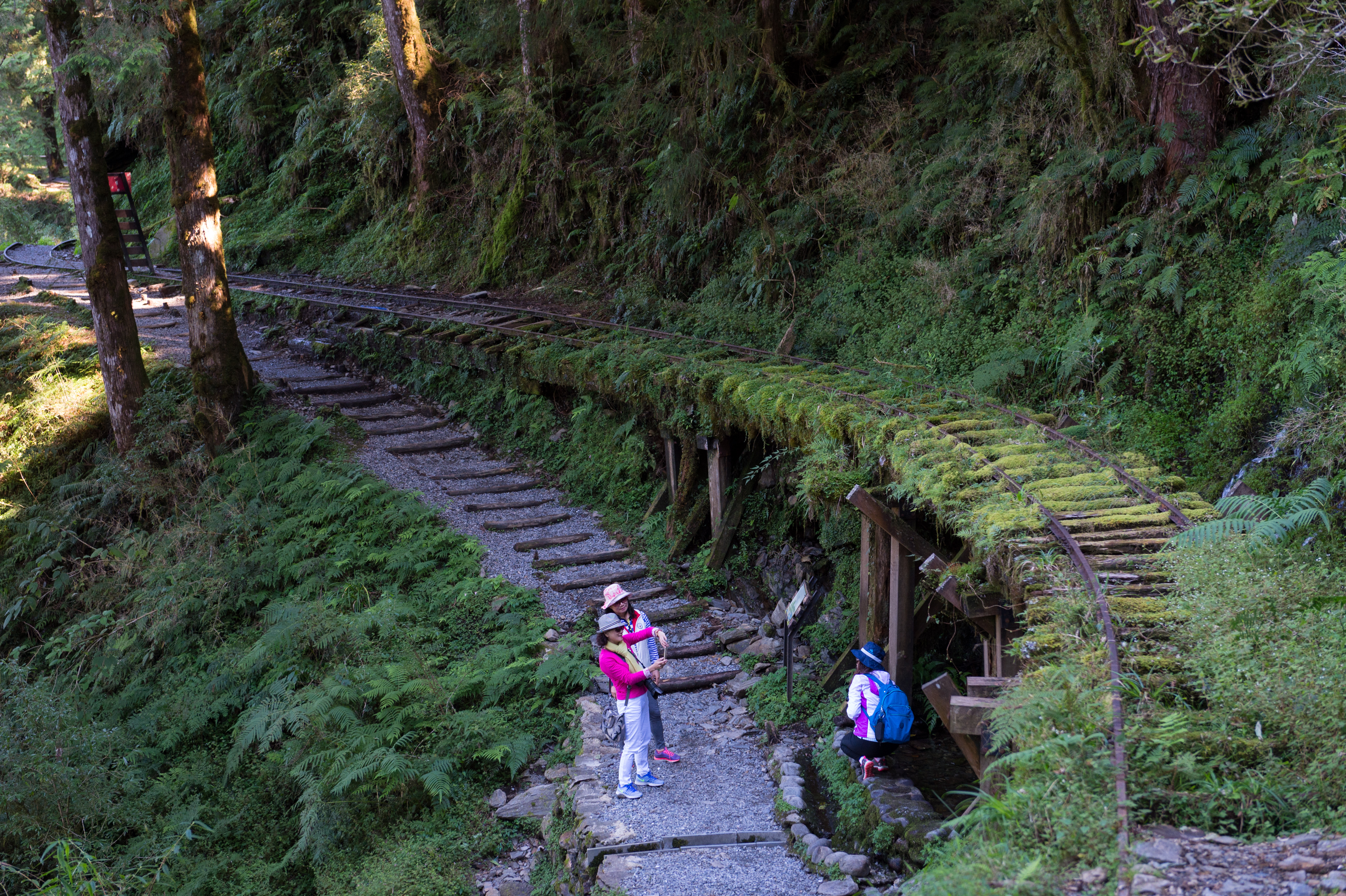 以昔日運材軌道打造的「見晴懷古步道」，沿路由廢棄鐵軌與青苔植物交織成美景。